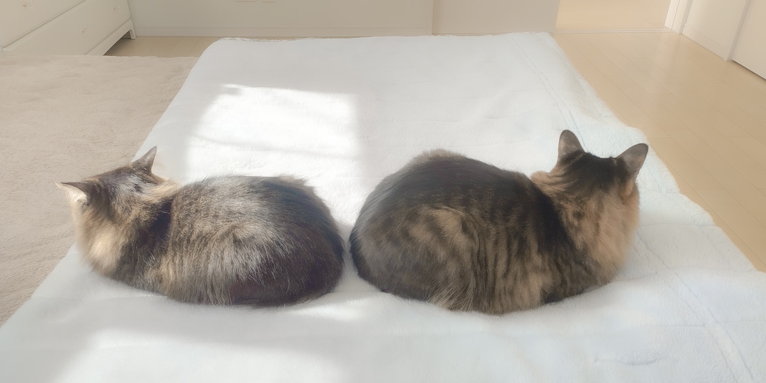 Deux chats assis côte à côte sur une couverture blanche