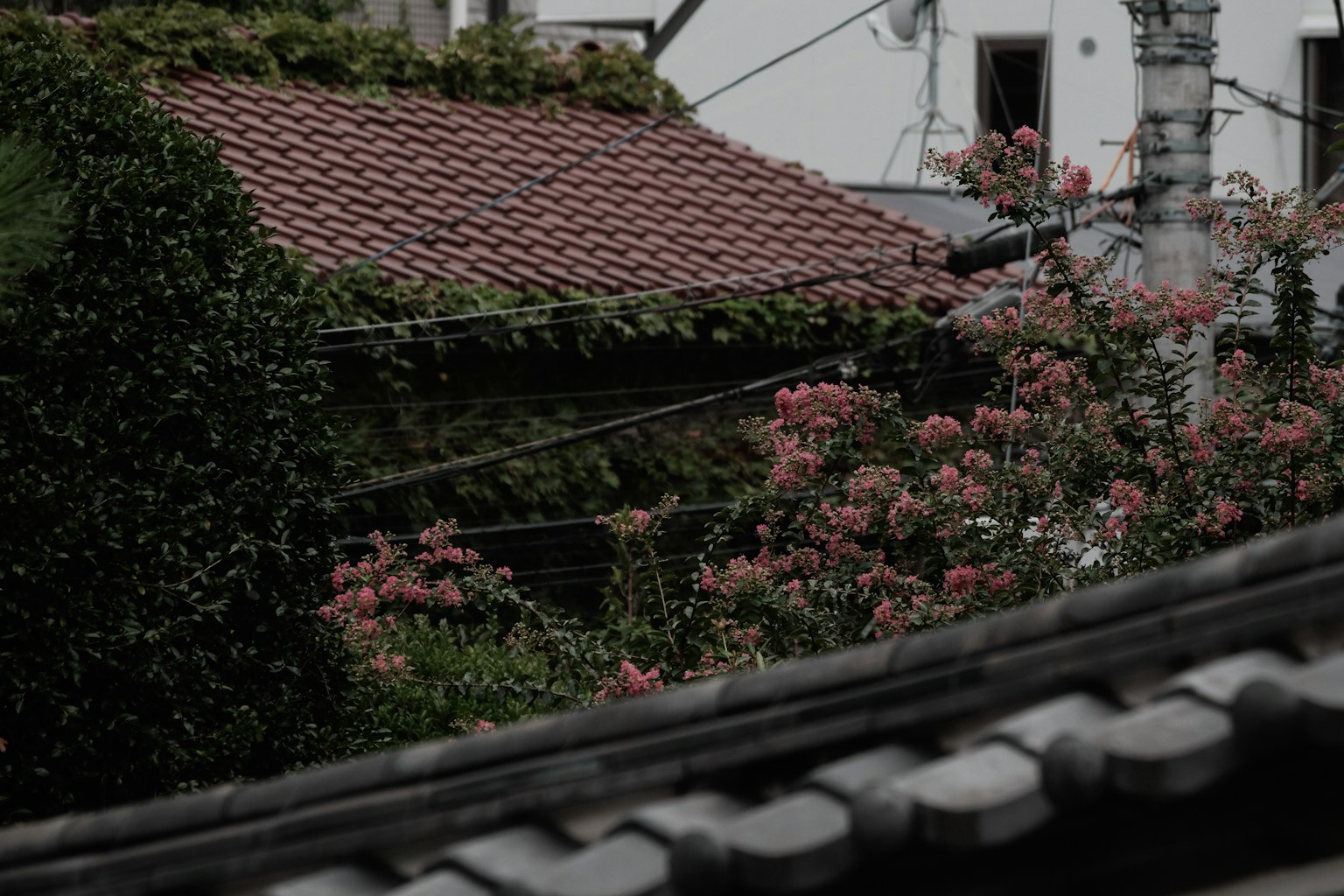 屋頂上有綠色植物和盛開的粉紅色花朵的風景