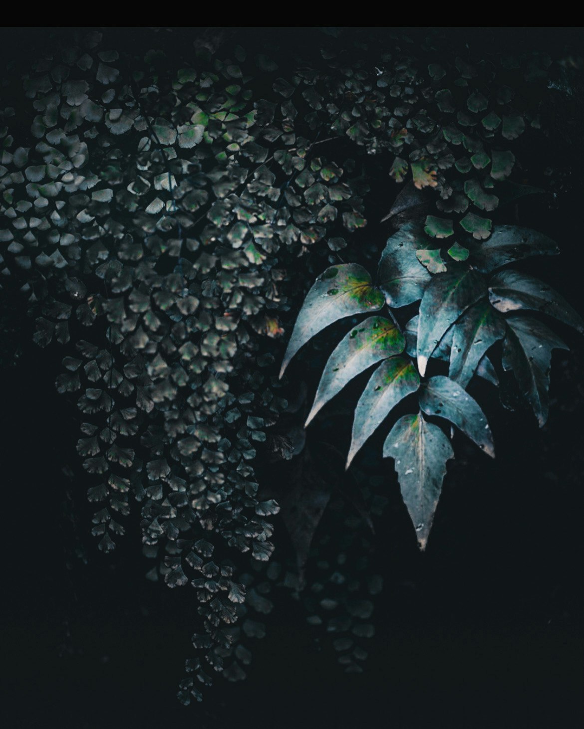日陰の暗い壁に生えるしっとりした植物の葉