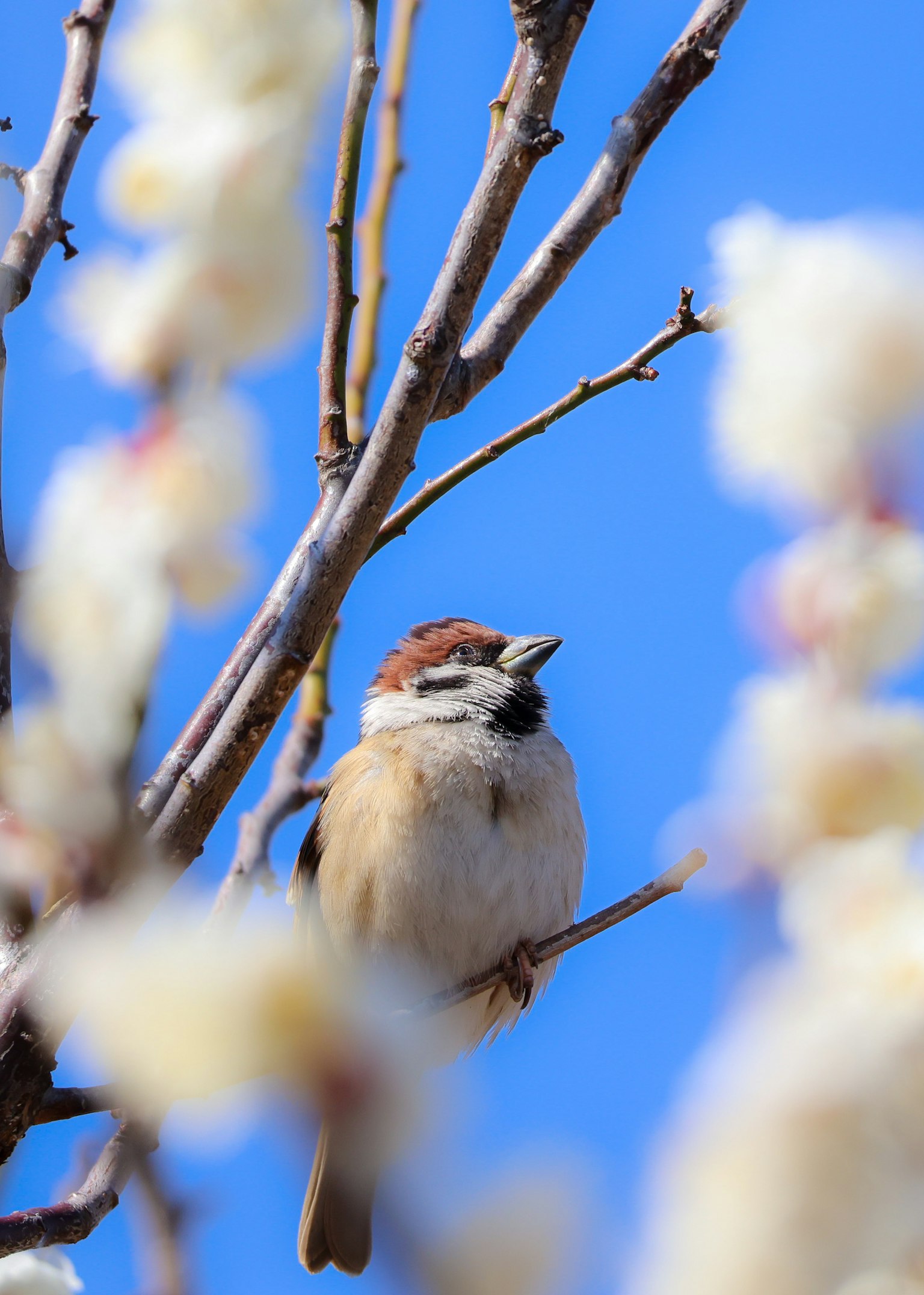 Gorrión posado entre flores de ciruelo bajo un cielo azul