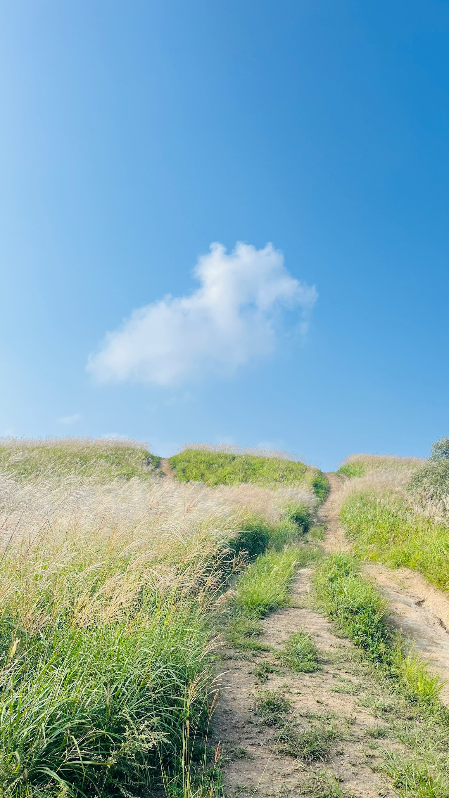 青空と草原の小道が見える風景