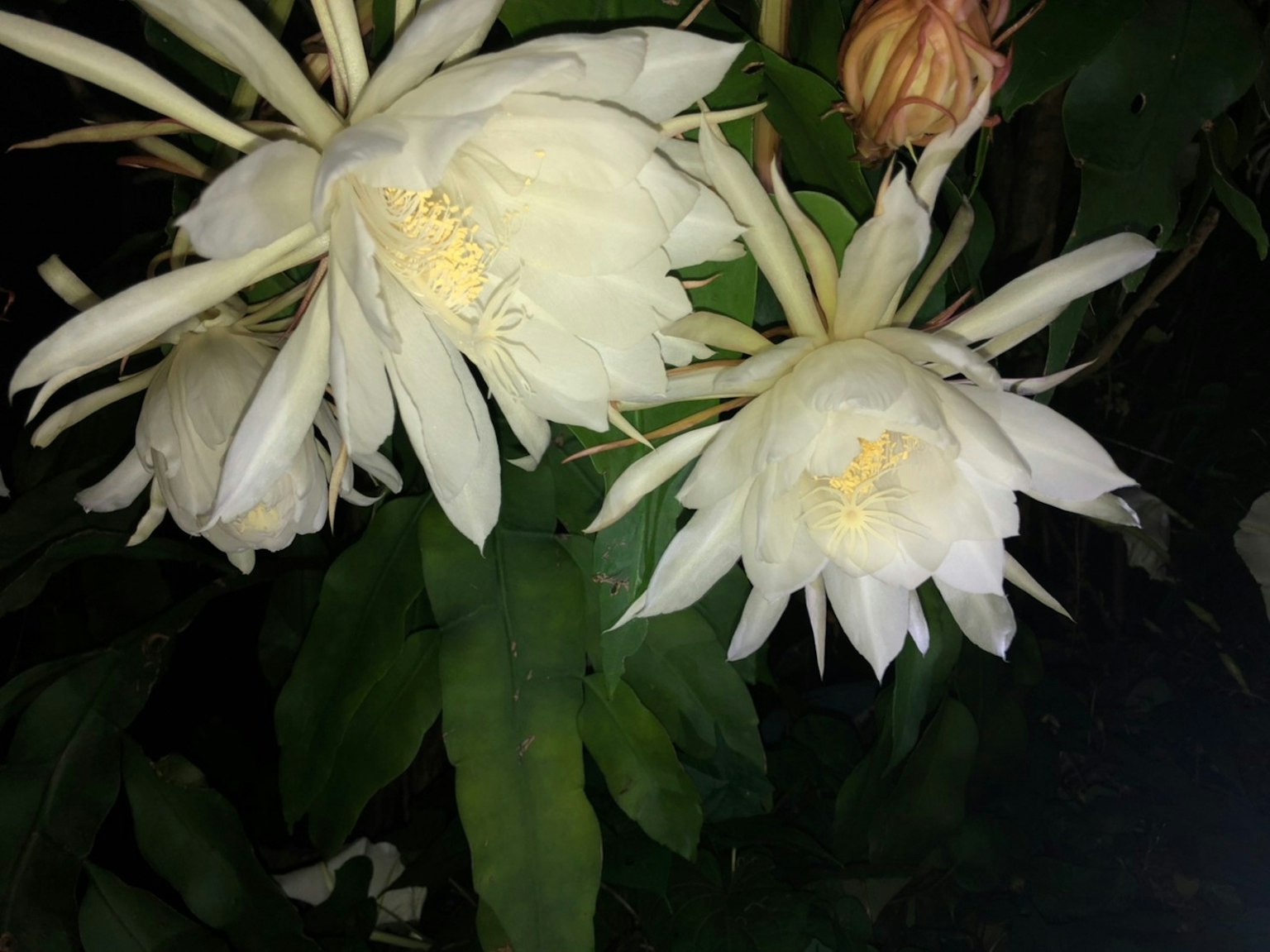 Flores blancas y hojas verdes de una planta que florece de noche