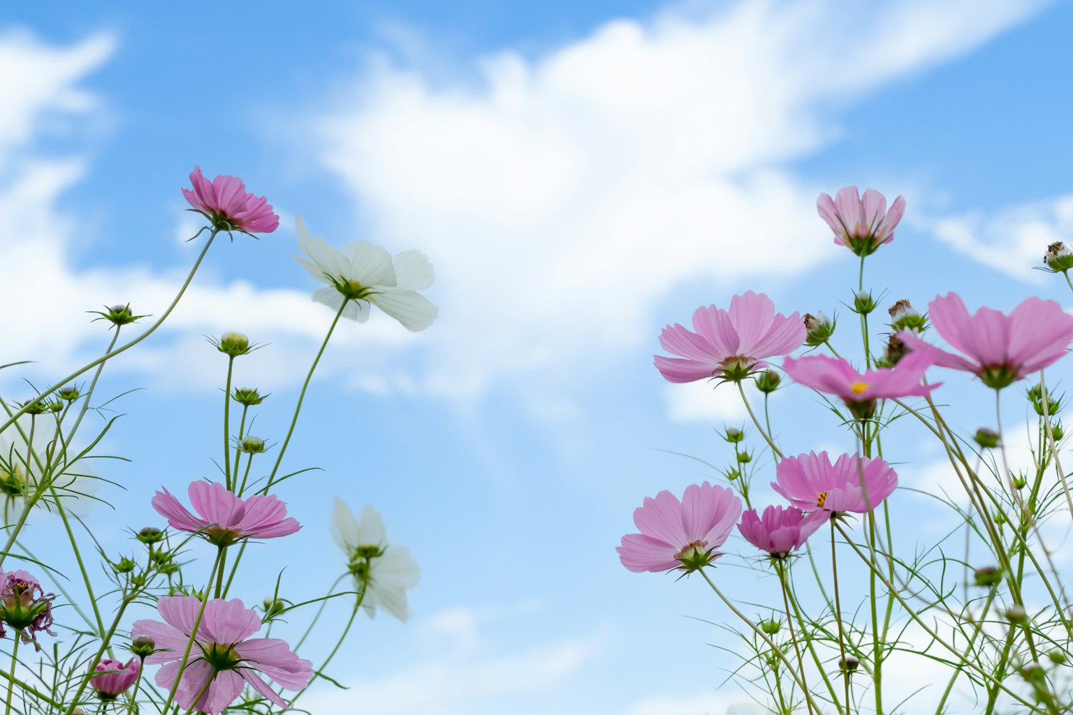 Fiori di cosmos rosa che sbocciano sotto un cielo blu
