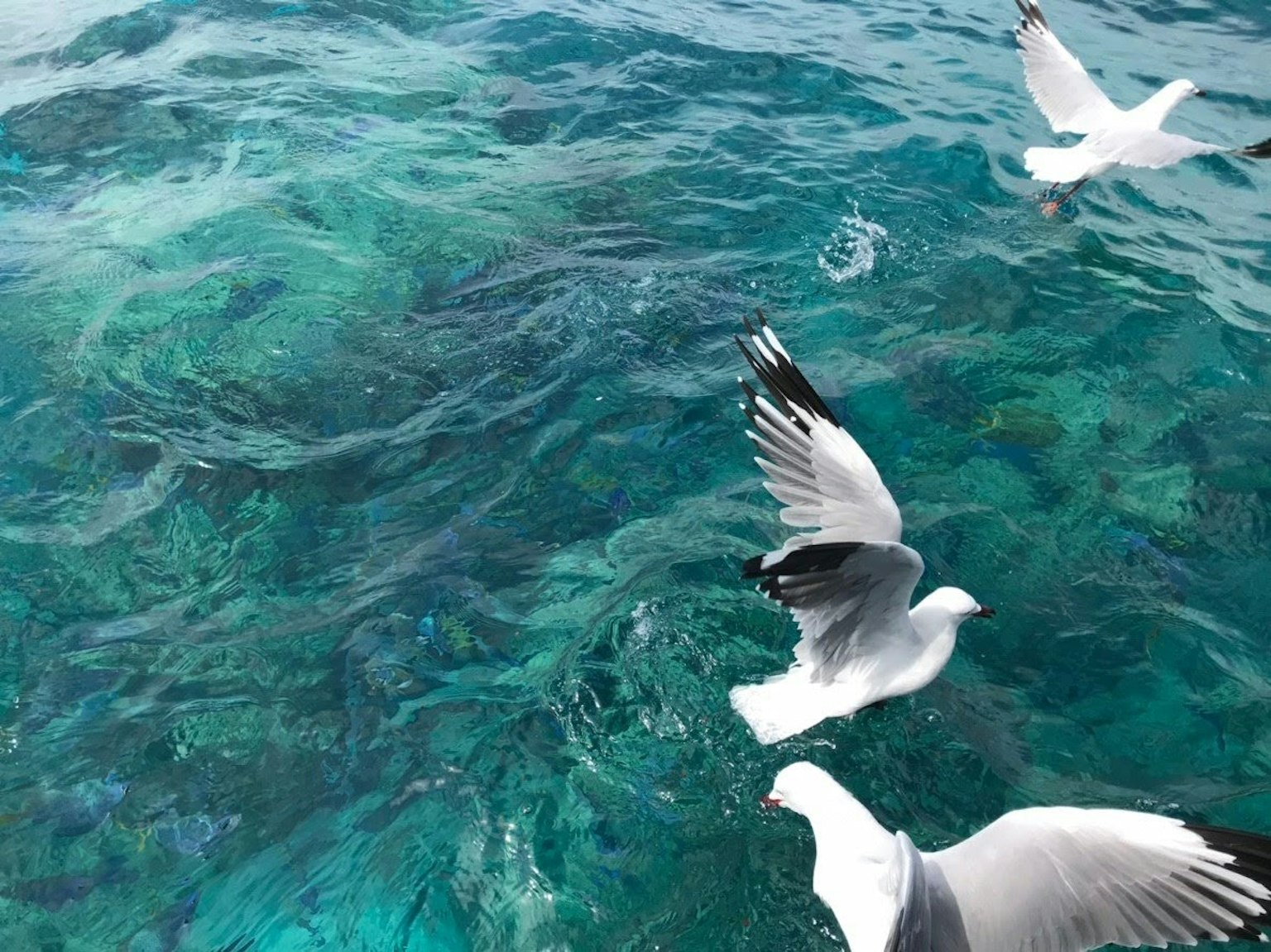 Eine Gruppe von Möwen, die über einem blauen Ozean fliegen