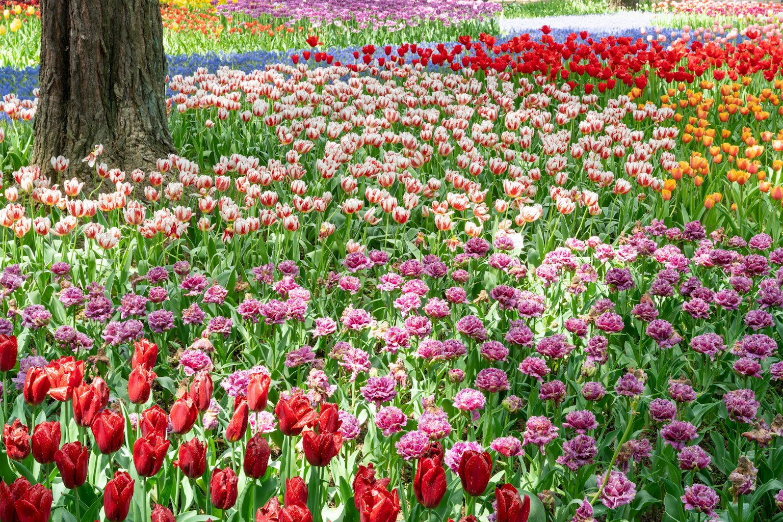 Vibrant garden filled with red tulips and colorful flowers