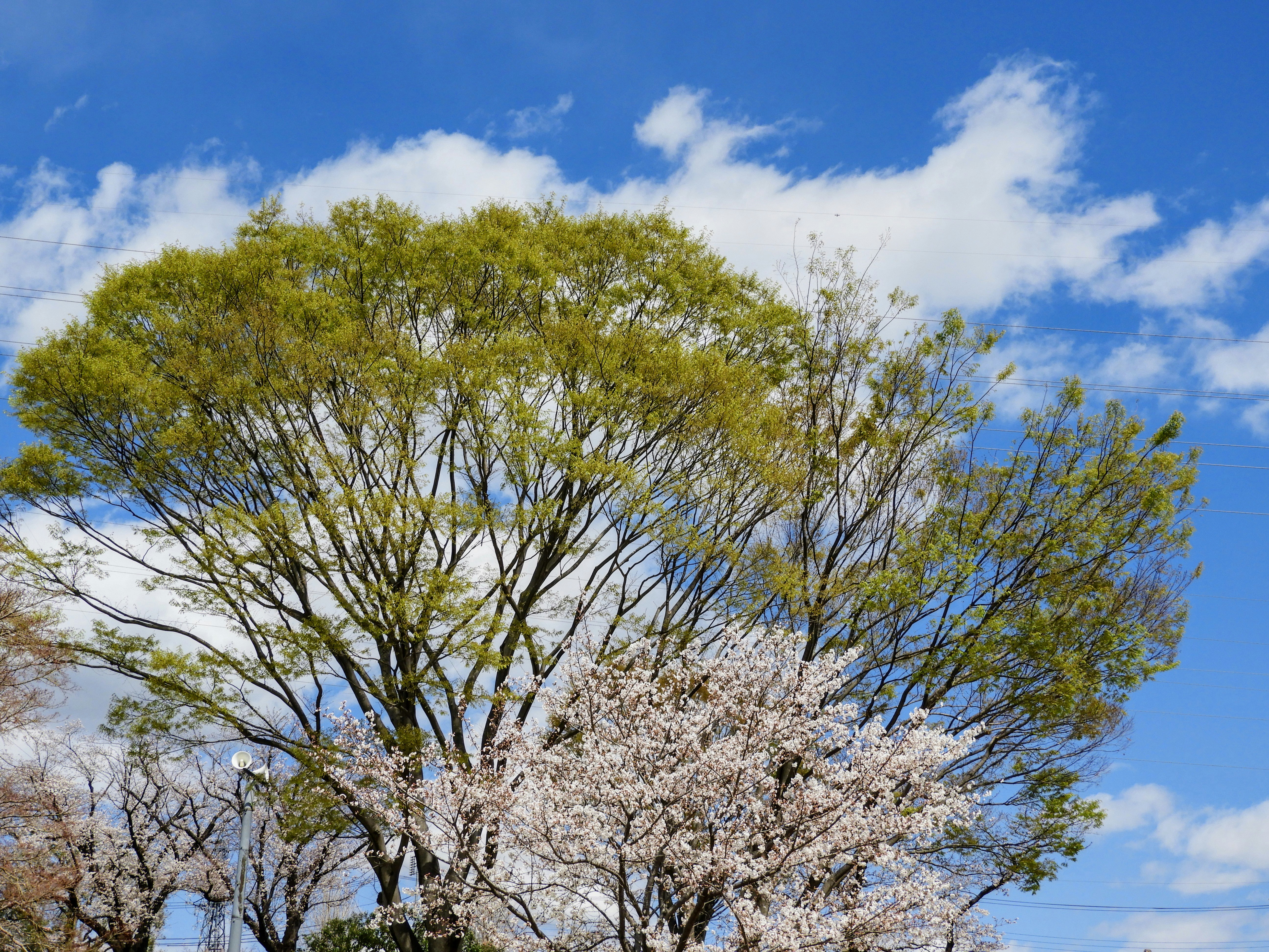新芽と桜が咲く大きな木