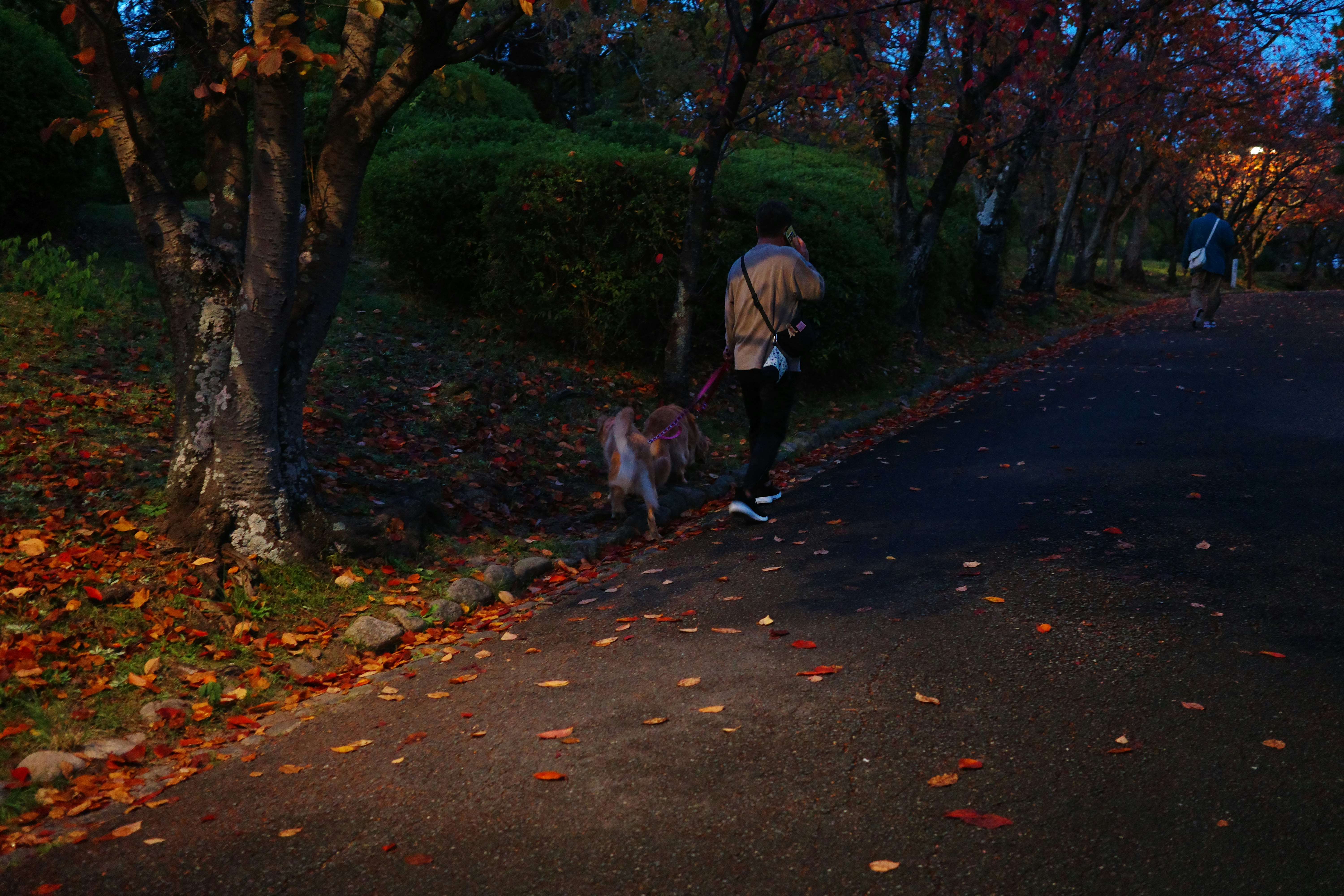 紅葉の並木道を歩く人の後ろ姿