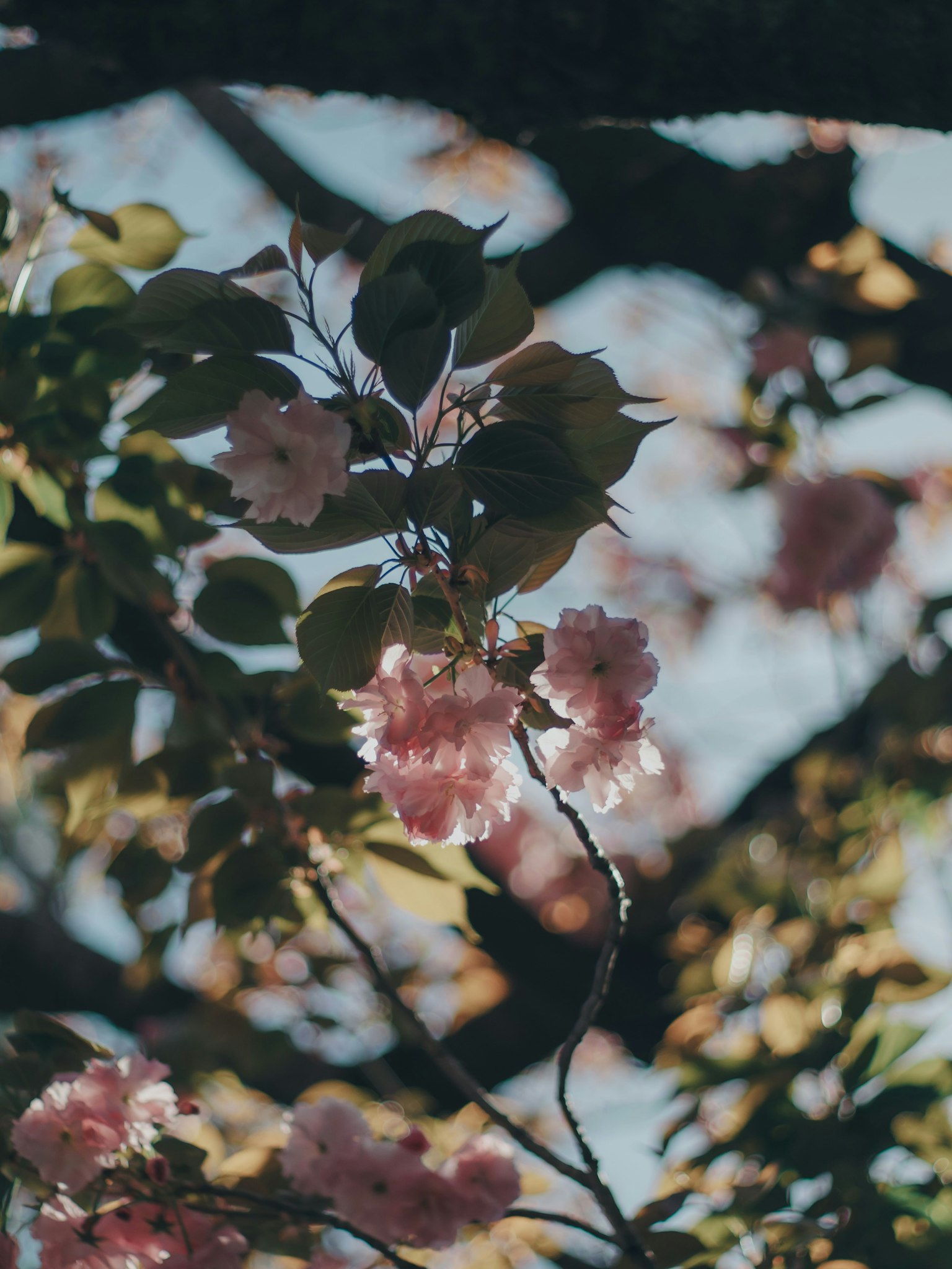 Pemandangan indah bunga sakura dan daun hijau