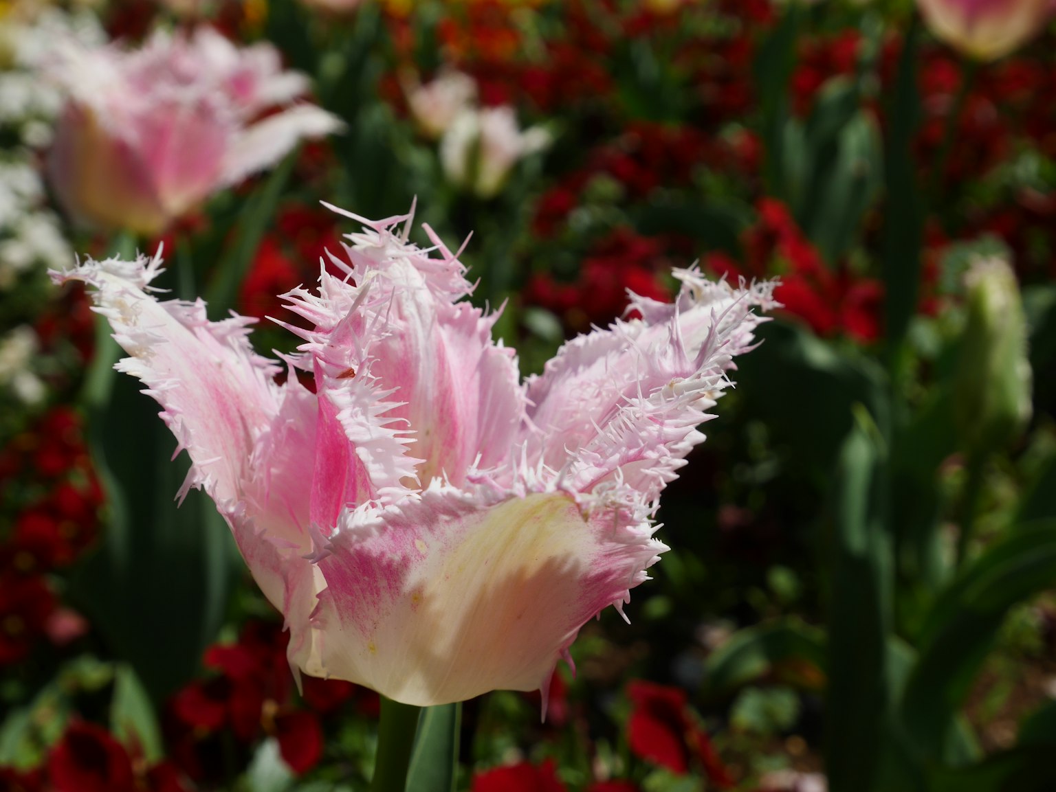 Tulip pink bergerigi mekar di latar belakang yang cerah
