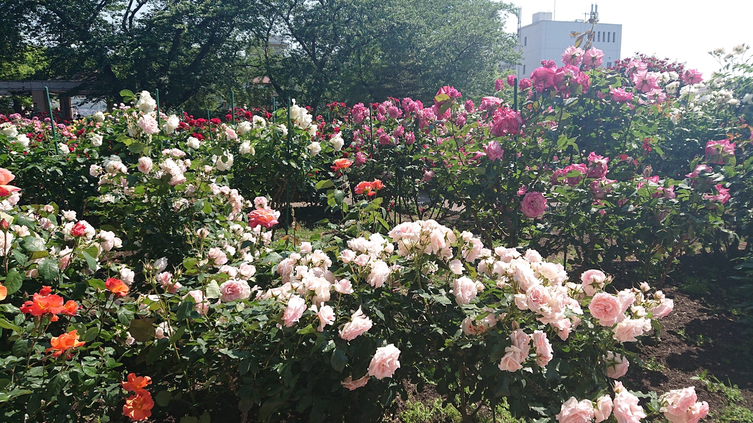 一处花园场景，盛开着各种色彩鲜艳的玫瑰
