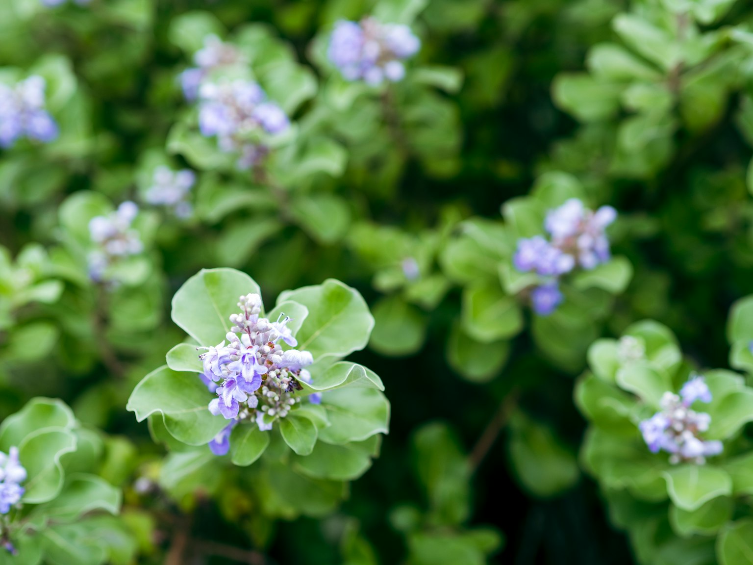 Primo piano di una pianta con foglie verdi e fiori blu