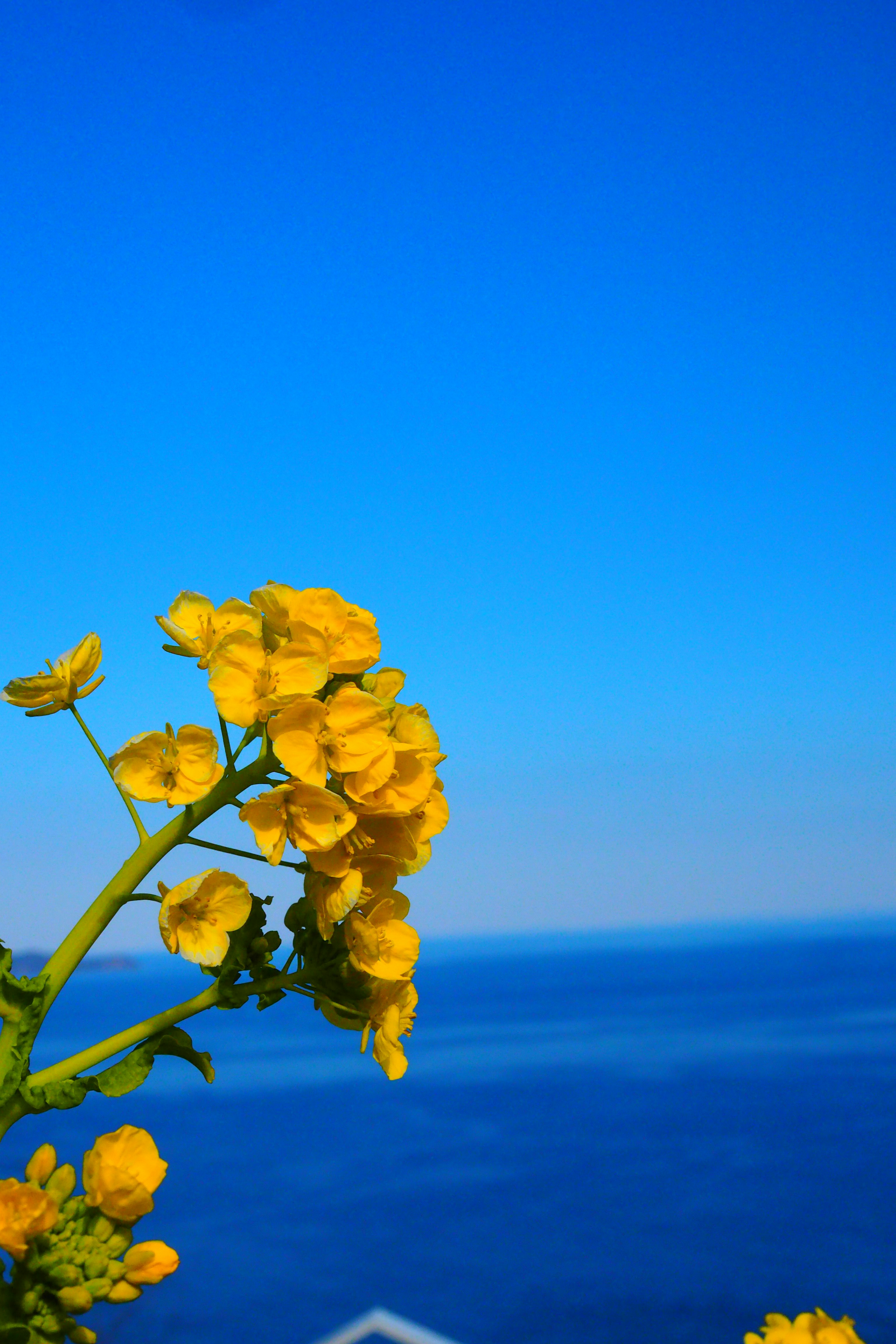 Fiori gialli sullo sfondo di cielo blu e mare