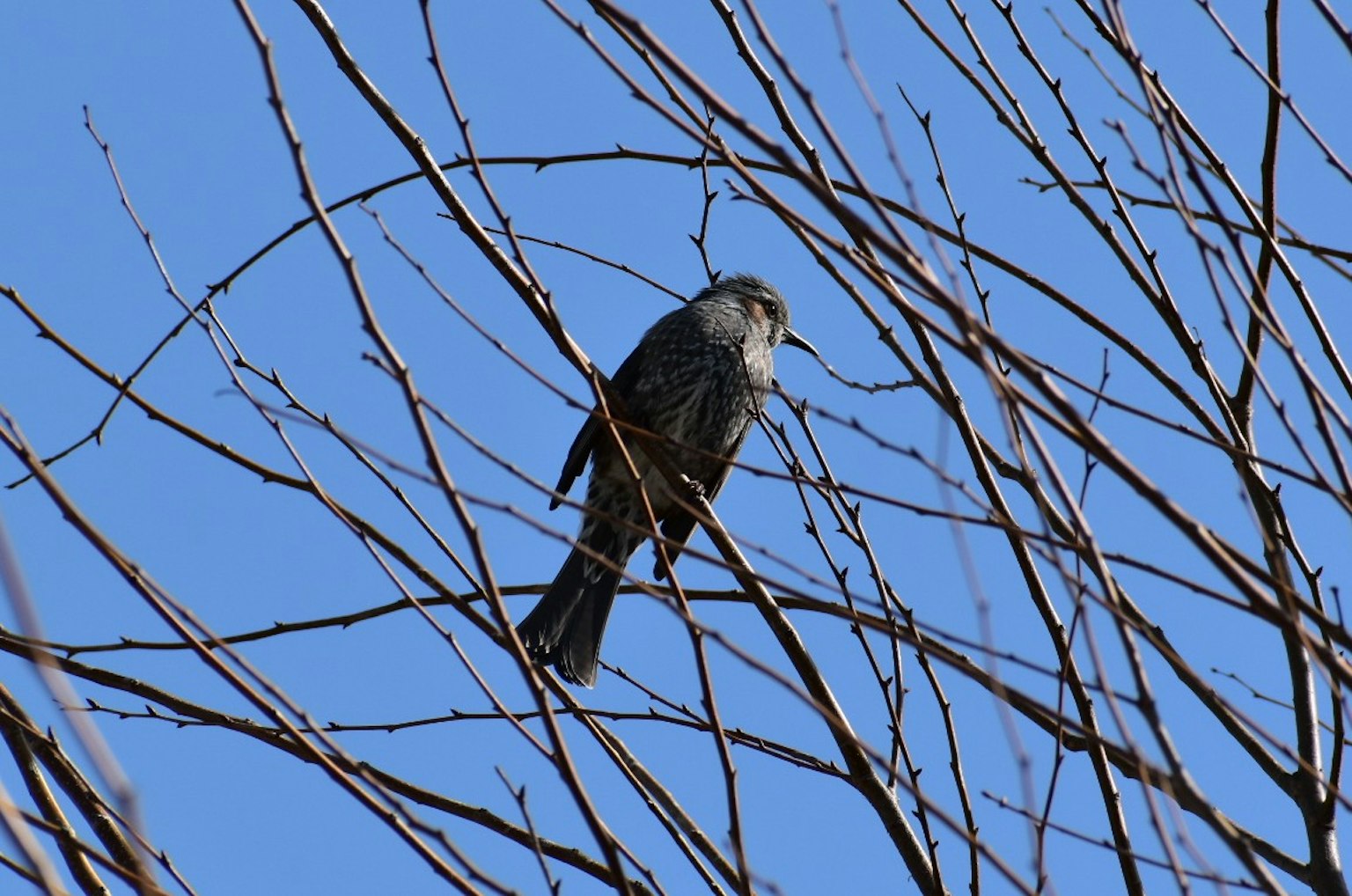 Ein Vogel, der auf Ästen vor einem blauen Himmel sitzt