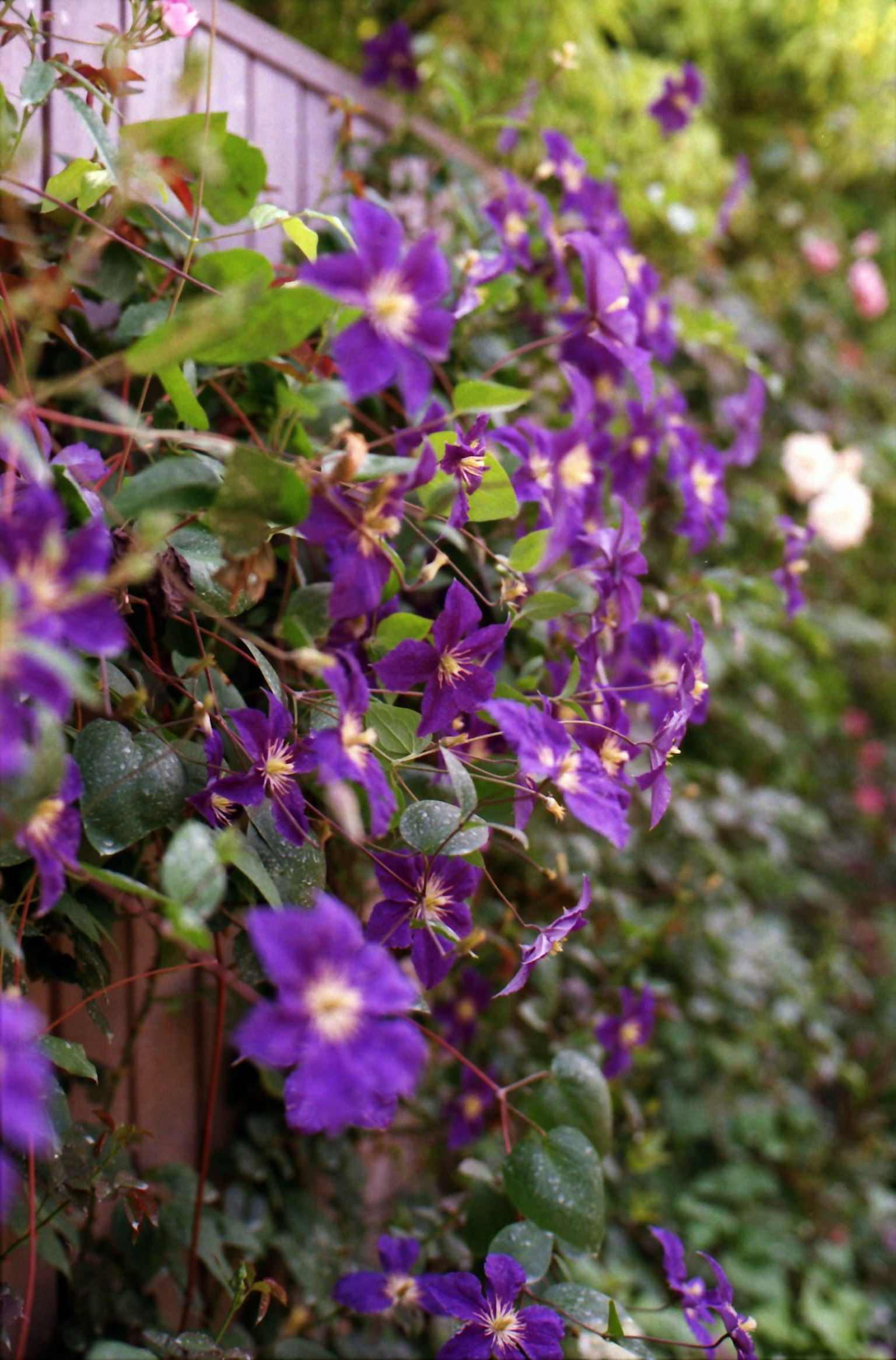 Flores moradas vibrantes que caen sobre una cerca de jardín