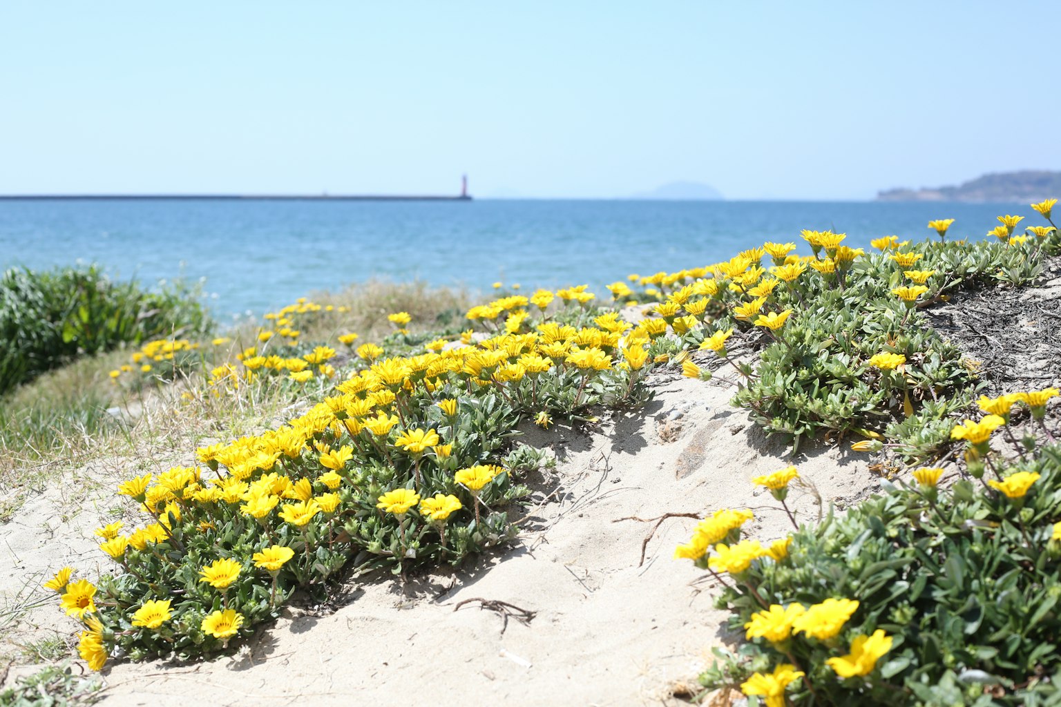 Scena costiera con fiori gialli in fiore e mare blu