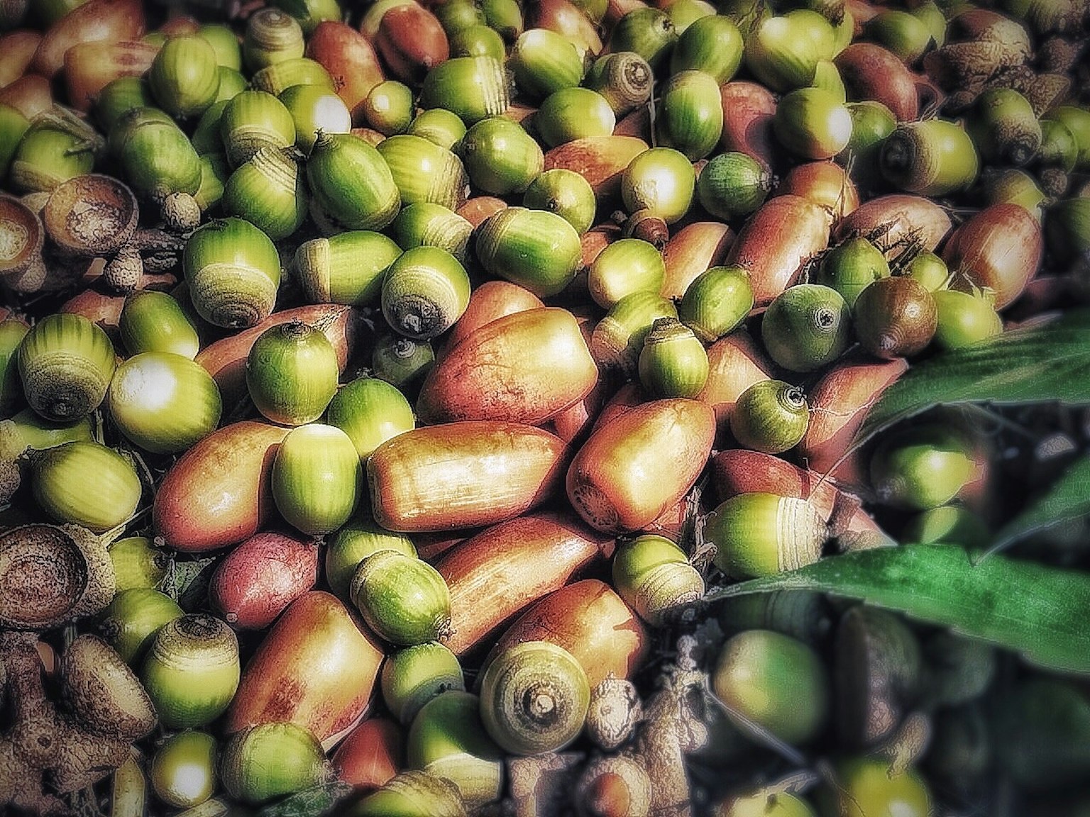 A close-up of green and red acorns piled together