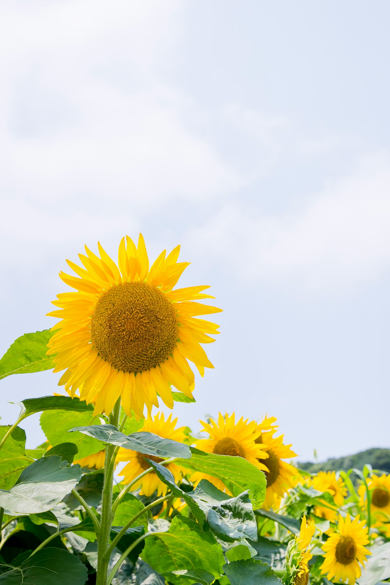 Tournesol lumineux fleurissant sous un ciel bleu