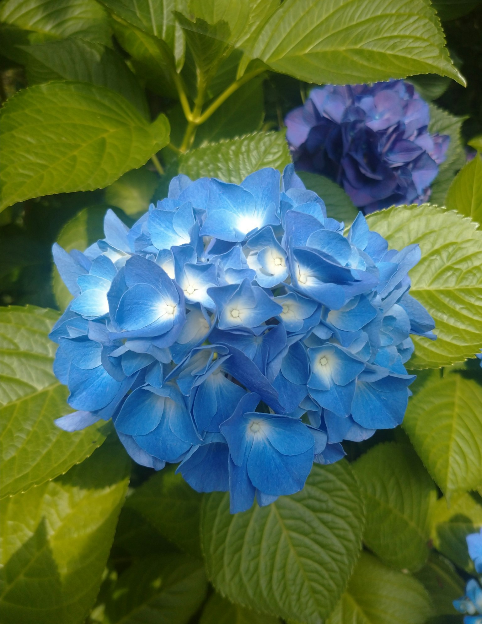 Bunga hydrangea biru dengan daun hijau