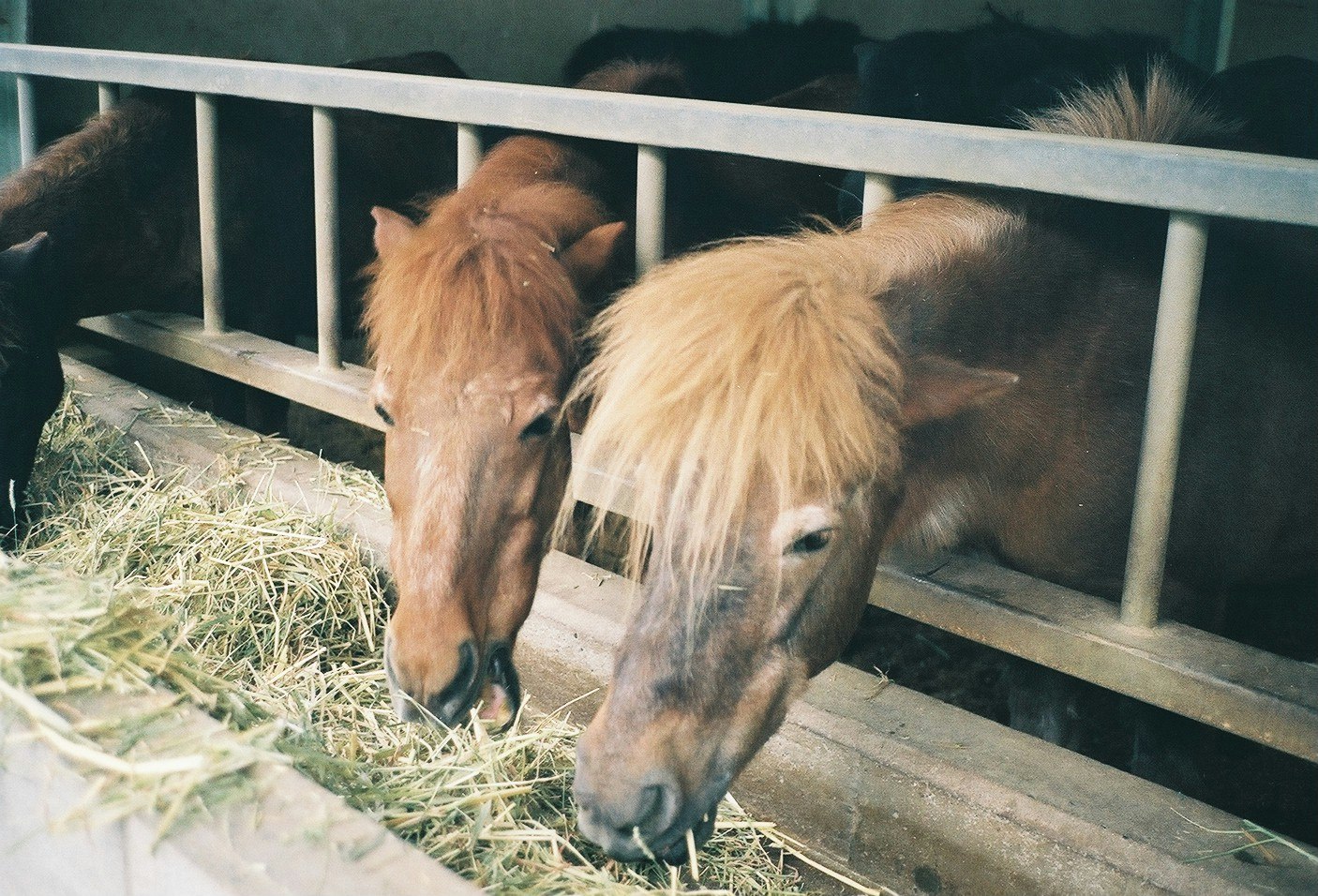 Kalb frisst Heu in einem Holzgehege
