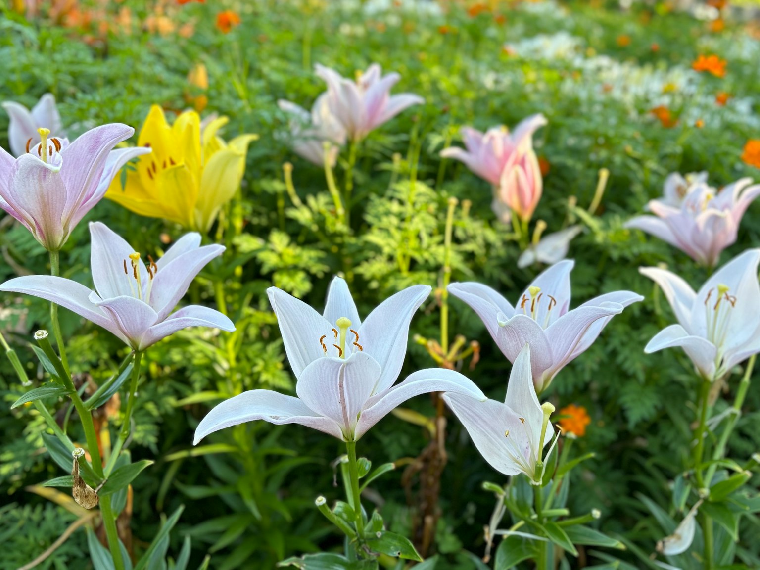 一叢白色百合在花園中與五彩繽紛的花朵盛開