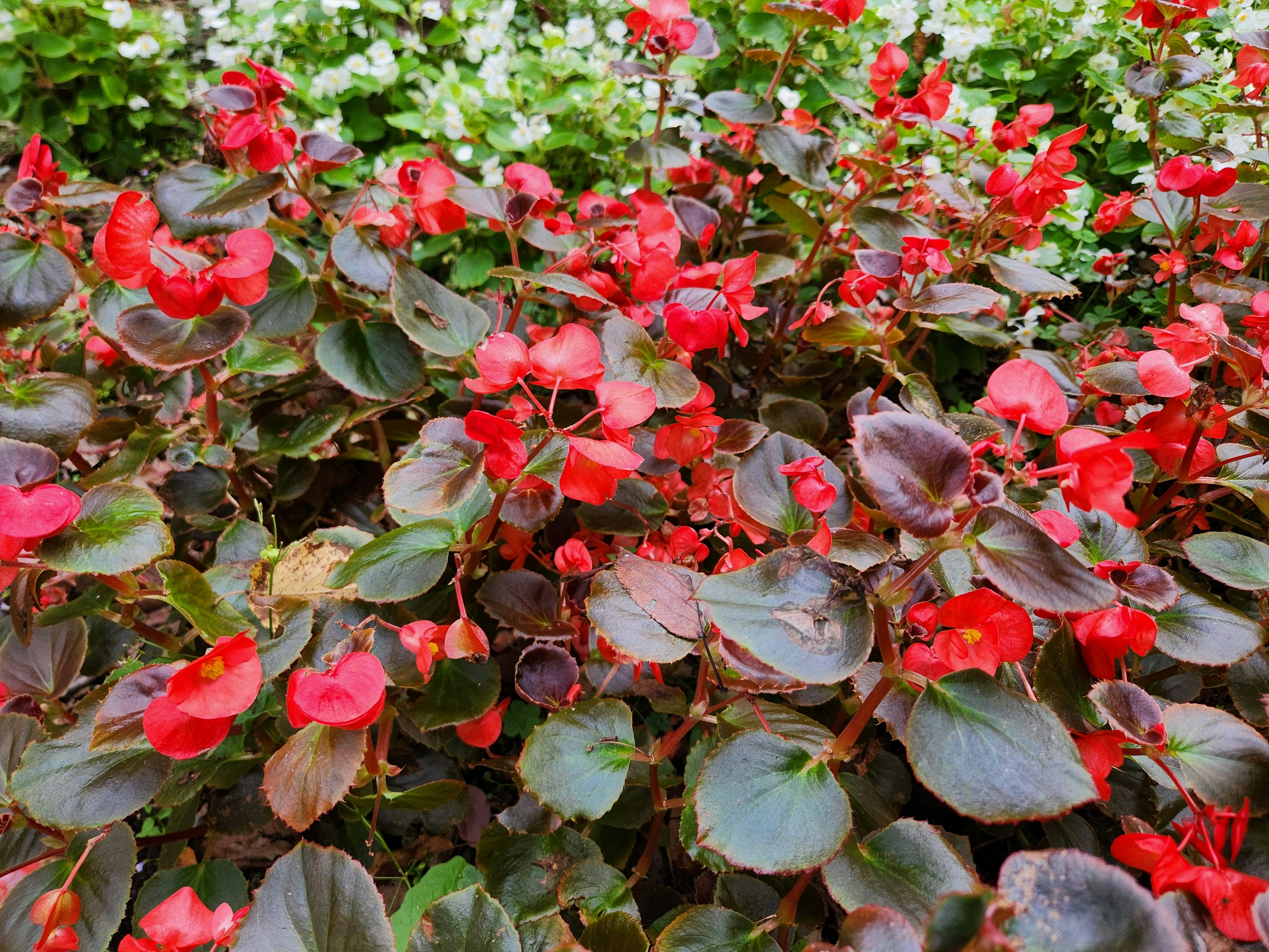 Mata densa de begonia con flores rojas