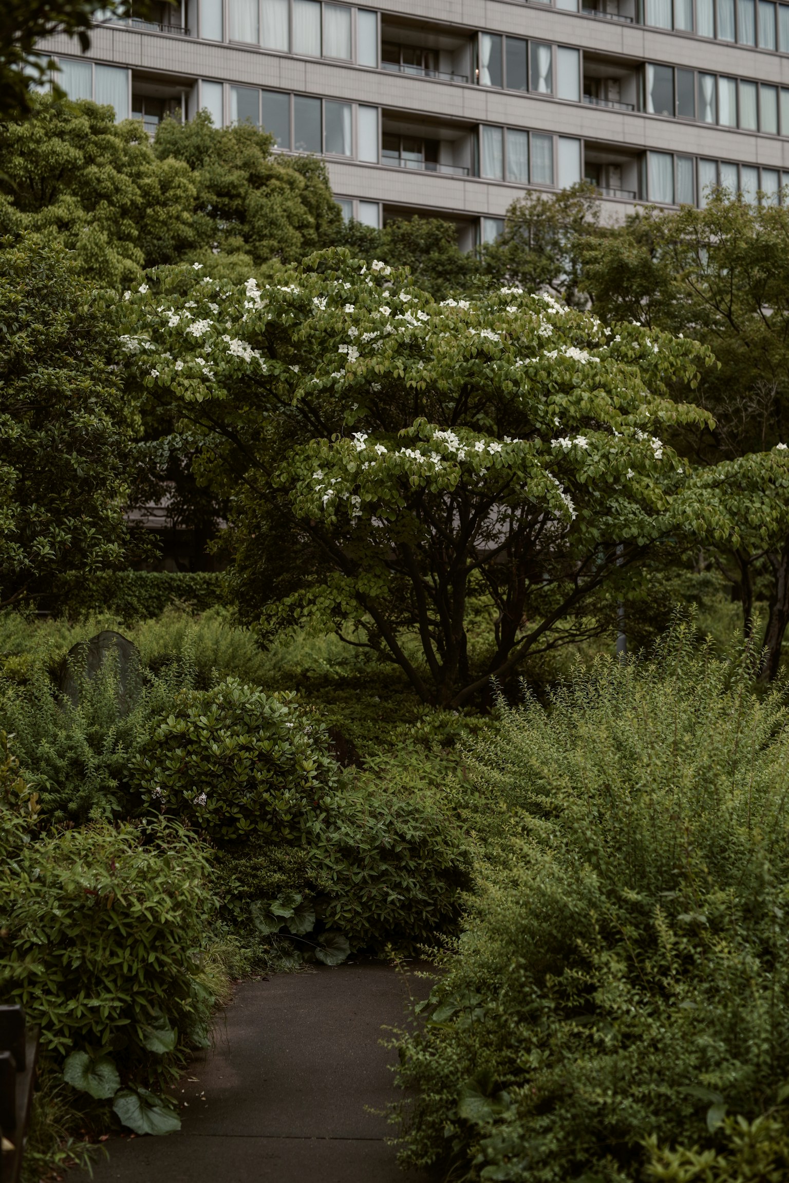 Lush park pathway surrounded by trees and shrubs