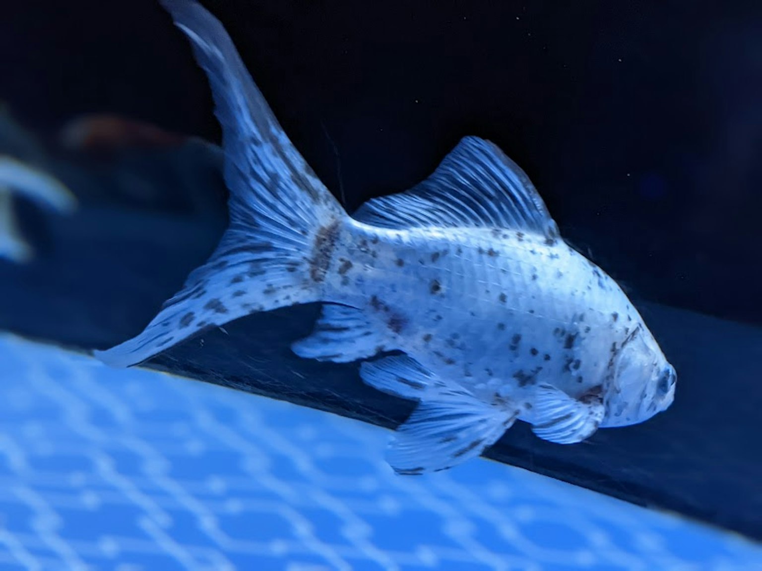 Ein weißer Fisch schwimmt im Wasser