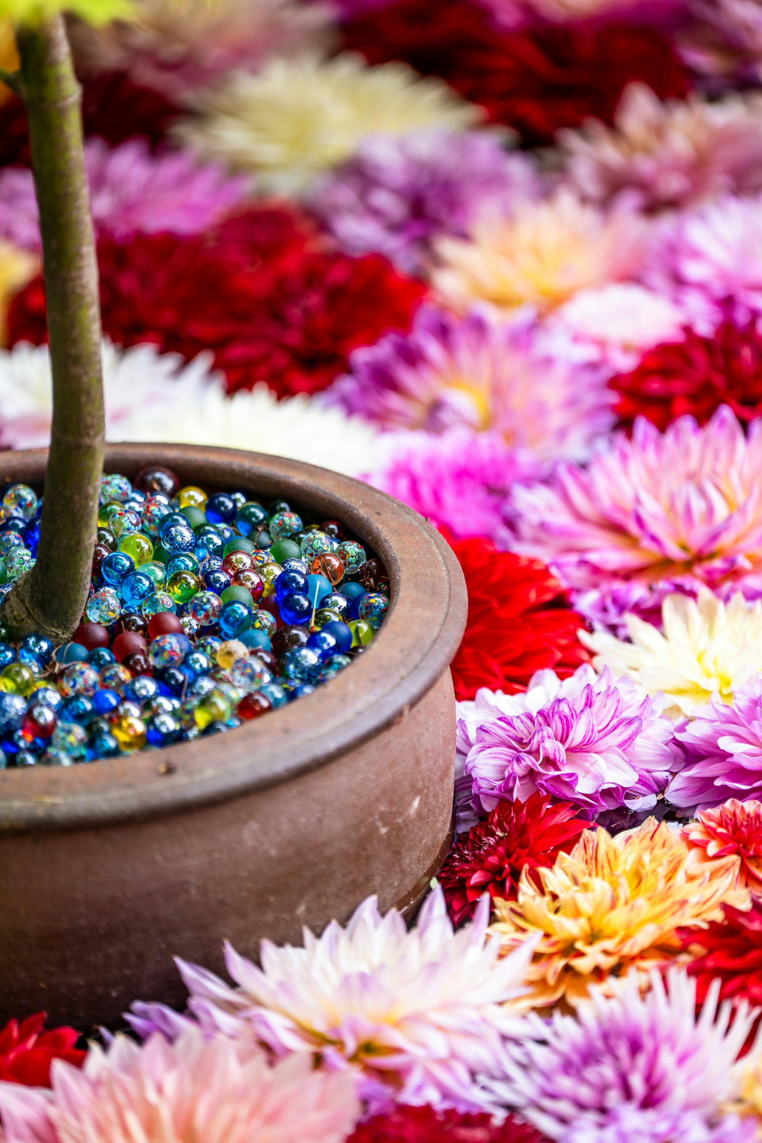 Một chậu đất nung đầy viên bi màu sắc đặt trên nền cánh hoa rực rỡ