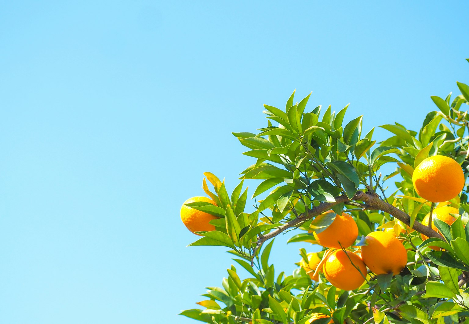 Orange tree branch with ripe oranges against a clear blue sky