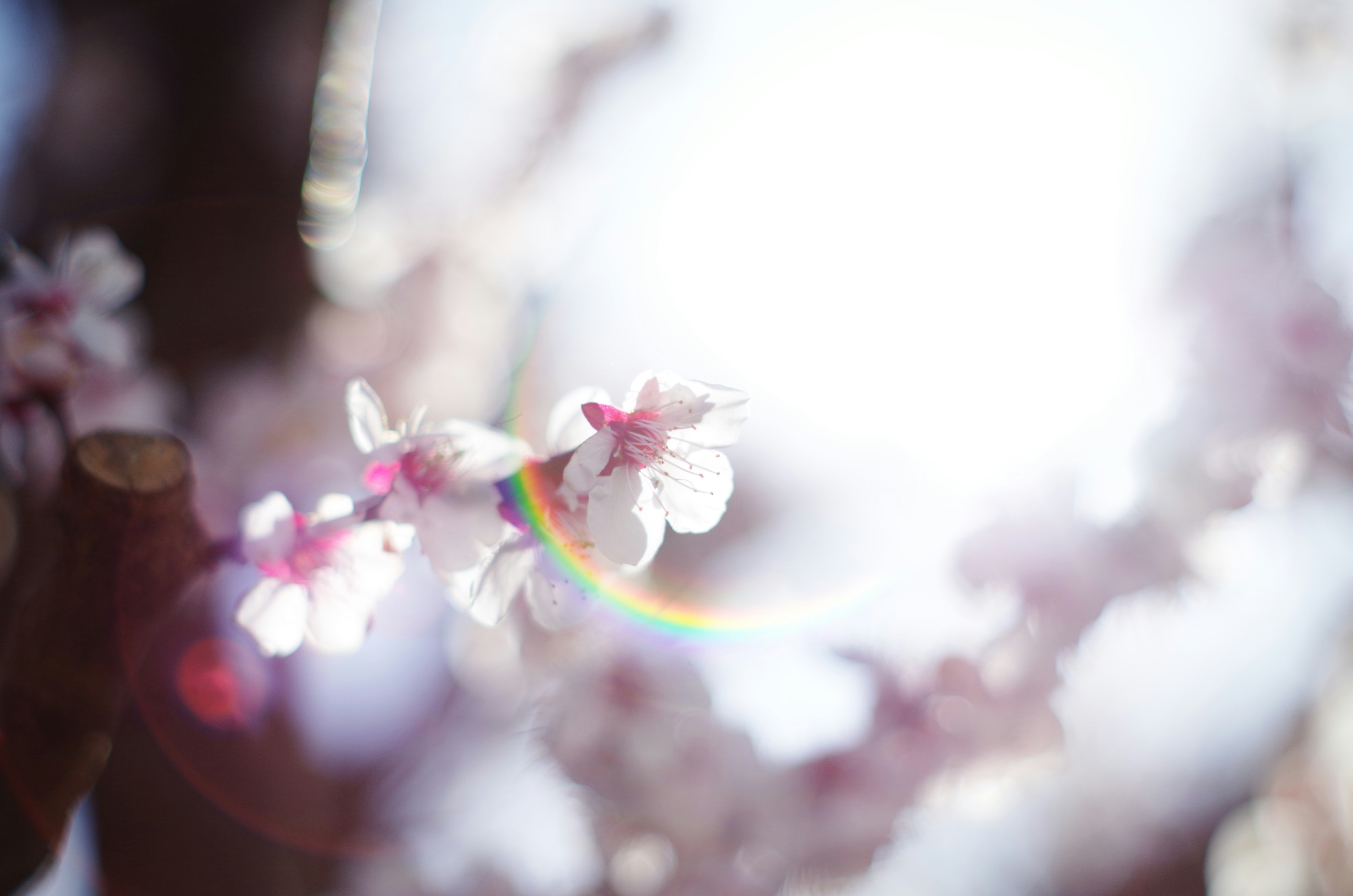 逆光の光芒と桜の花びらが舞う春の花