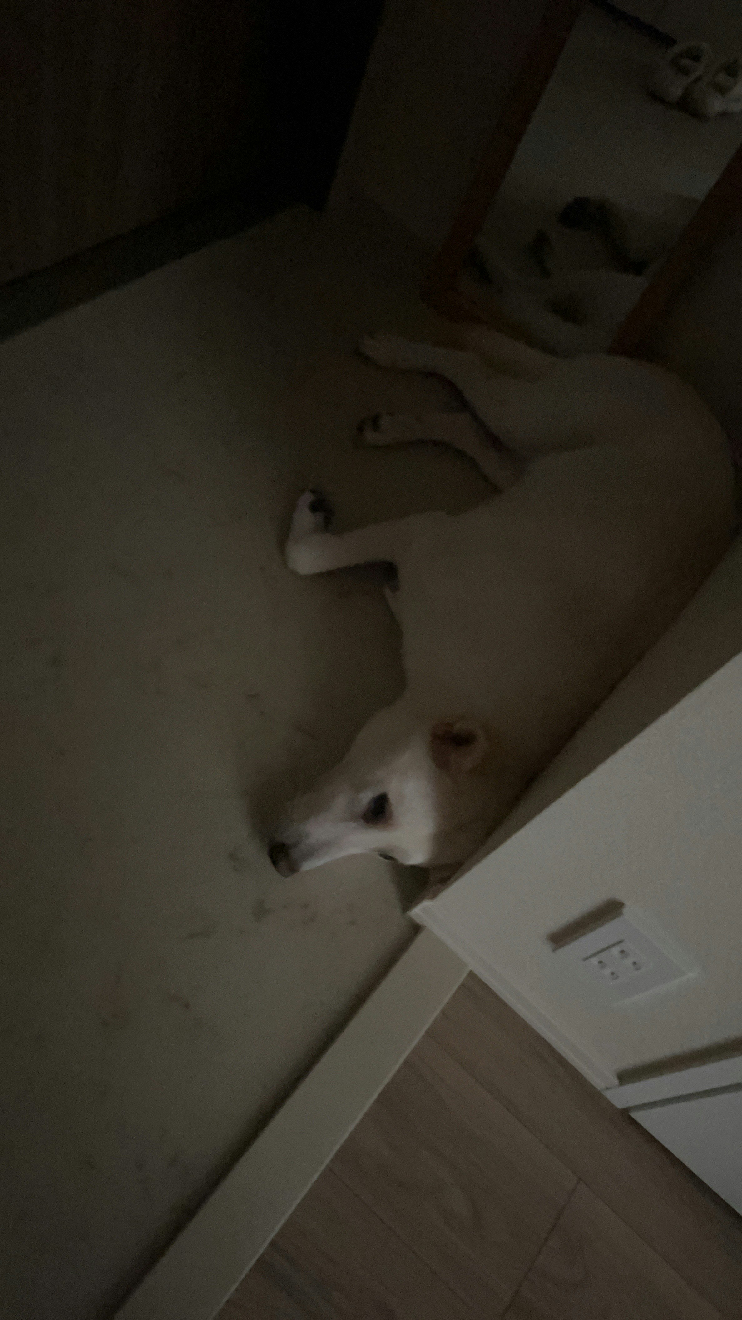 Un cane sdraiato sul pavimento in un ambiente interno
