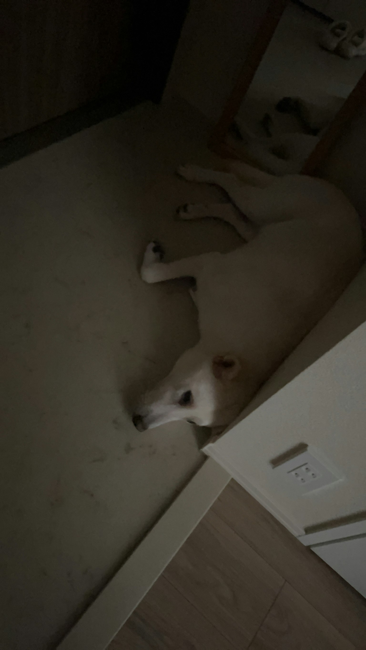 Un cane bianco sdraiato sul pavimento
