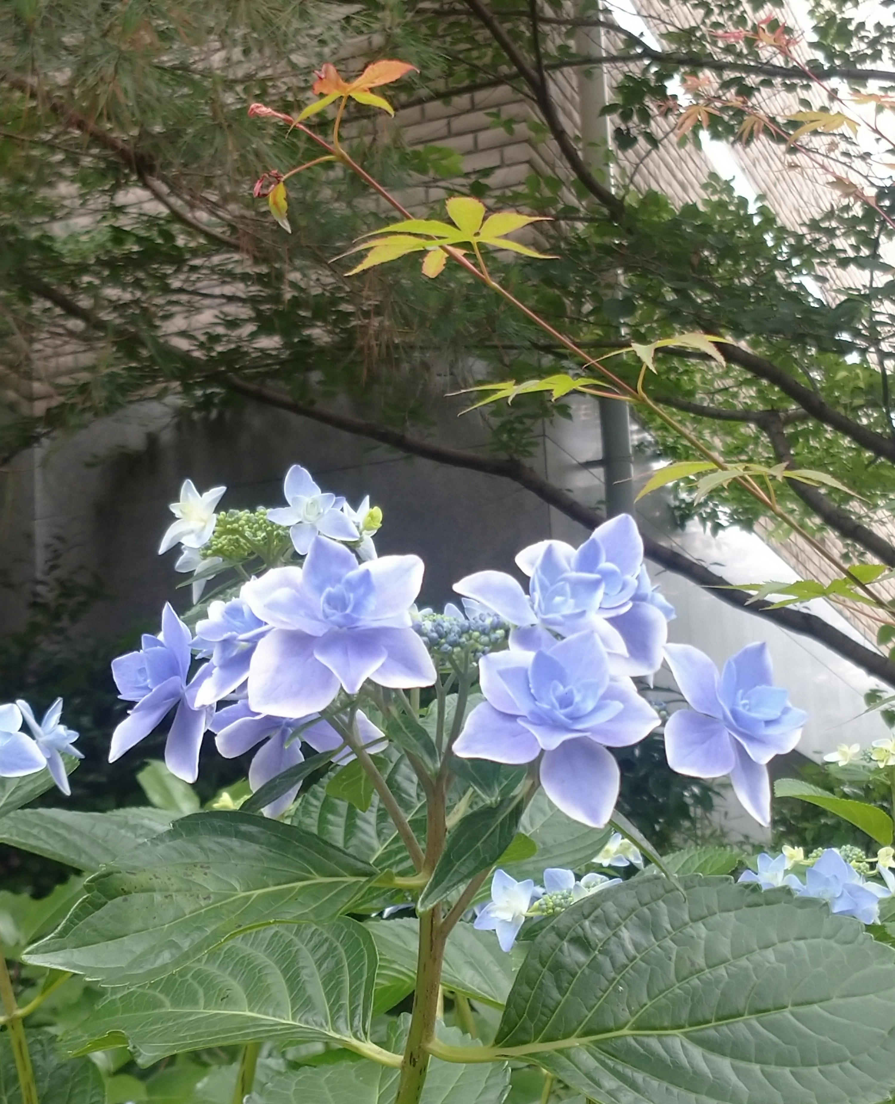 路地の壁際で咲く紫陽花の花