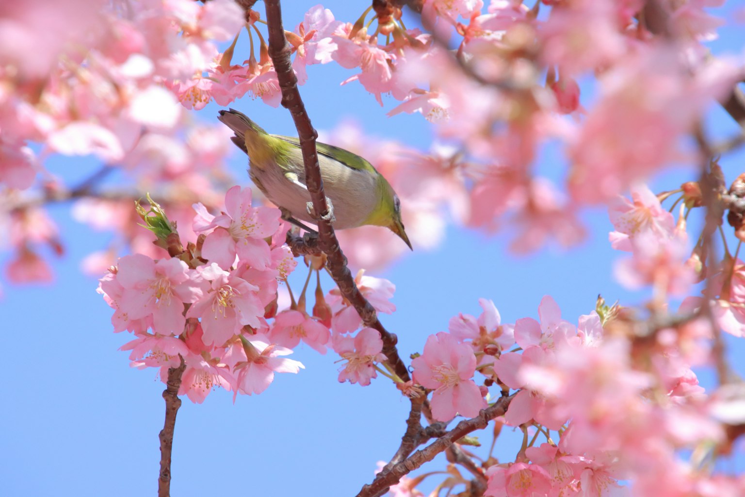 Uccello verde tra fiori di ciliegio rosa contro un cielo blu