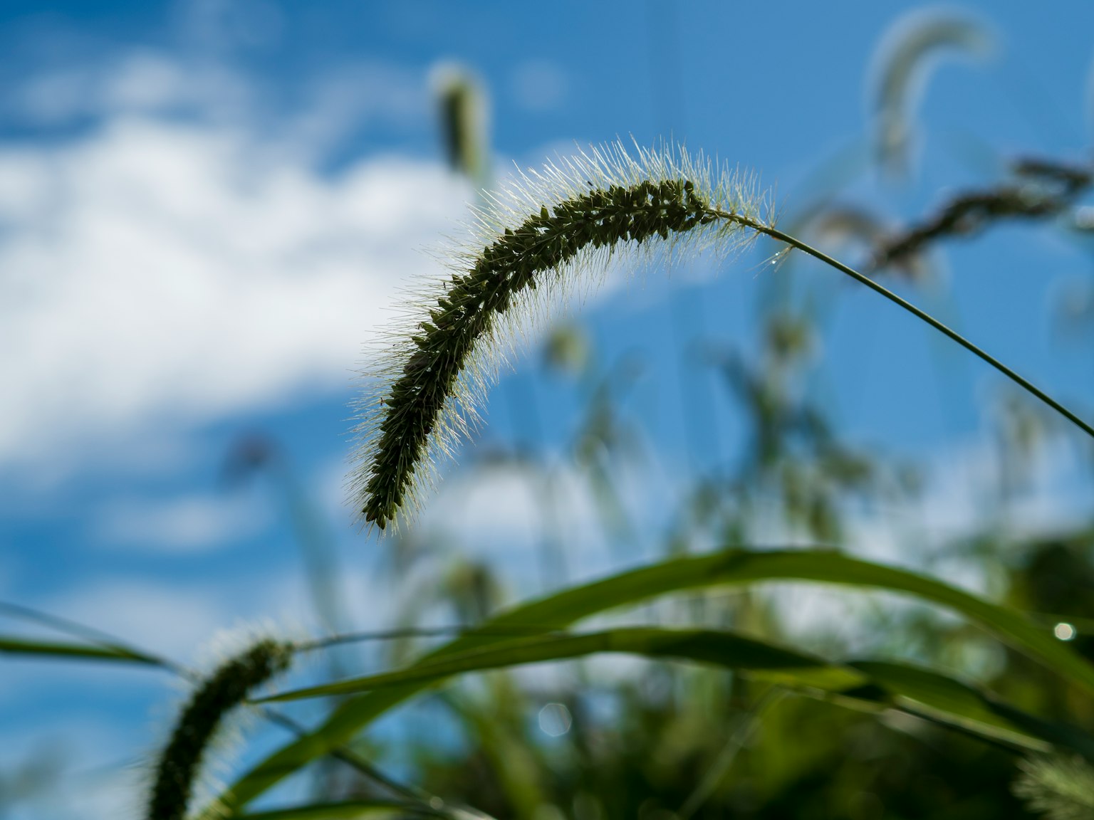 Gros plan de panicules d'herbe se balançant sous un ciel bleu