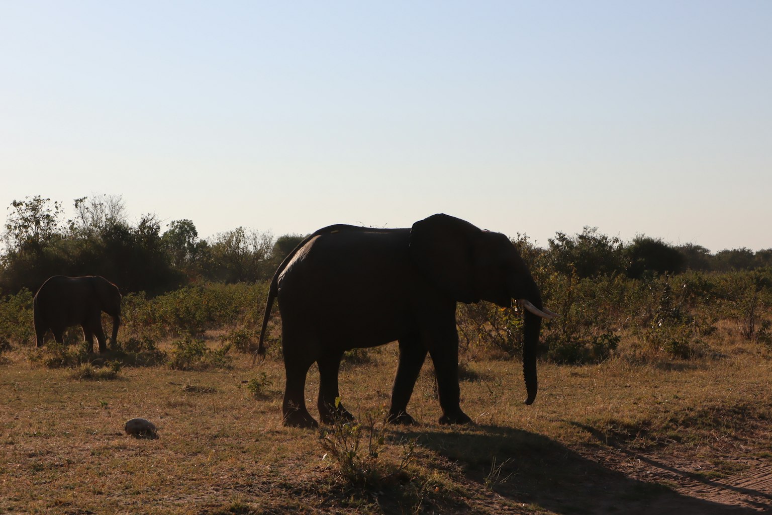 Silueta de un elefante de pie en la sabana al atardecer
