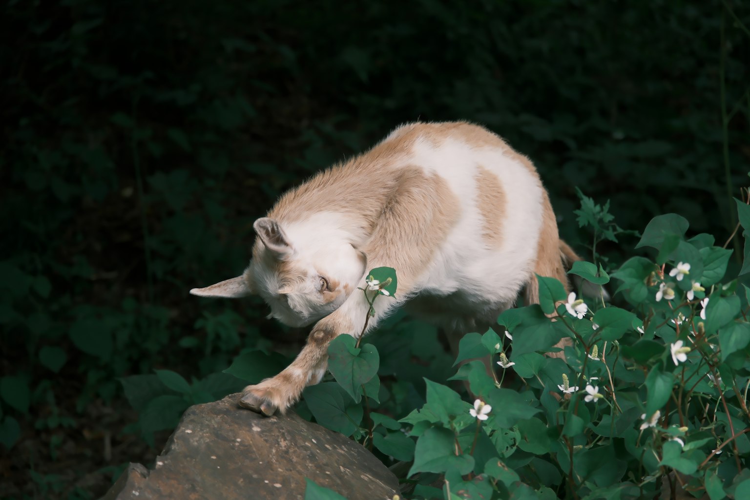 一只猫在绿色植被和白色花朵之间伸展