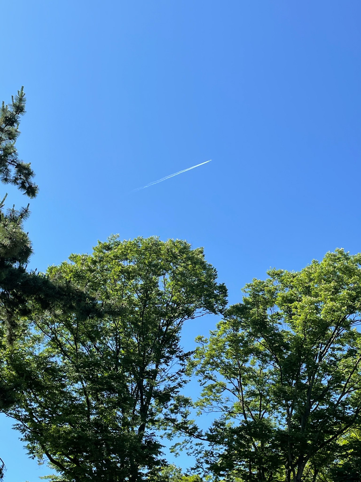 Un cielo azul claro con árboles verdes y una estela de avión visible en el aire