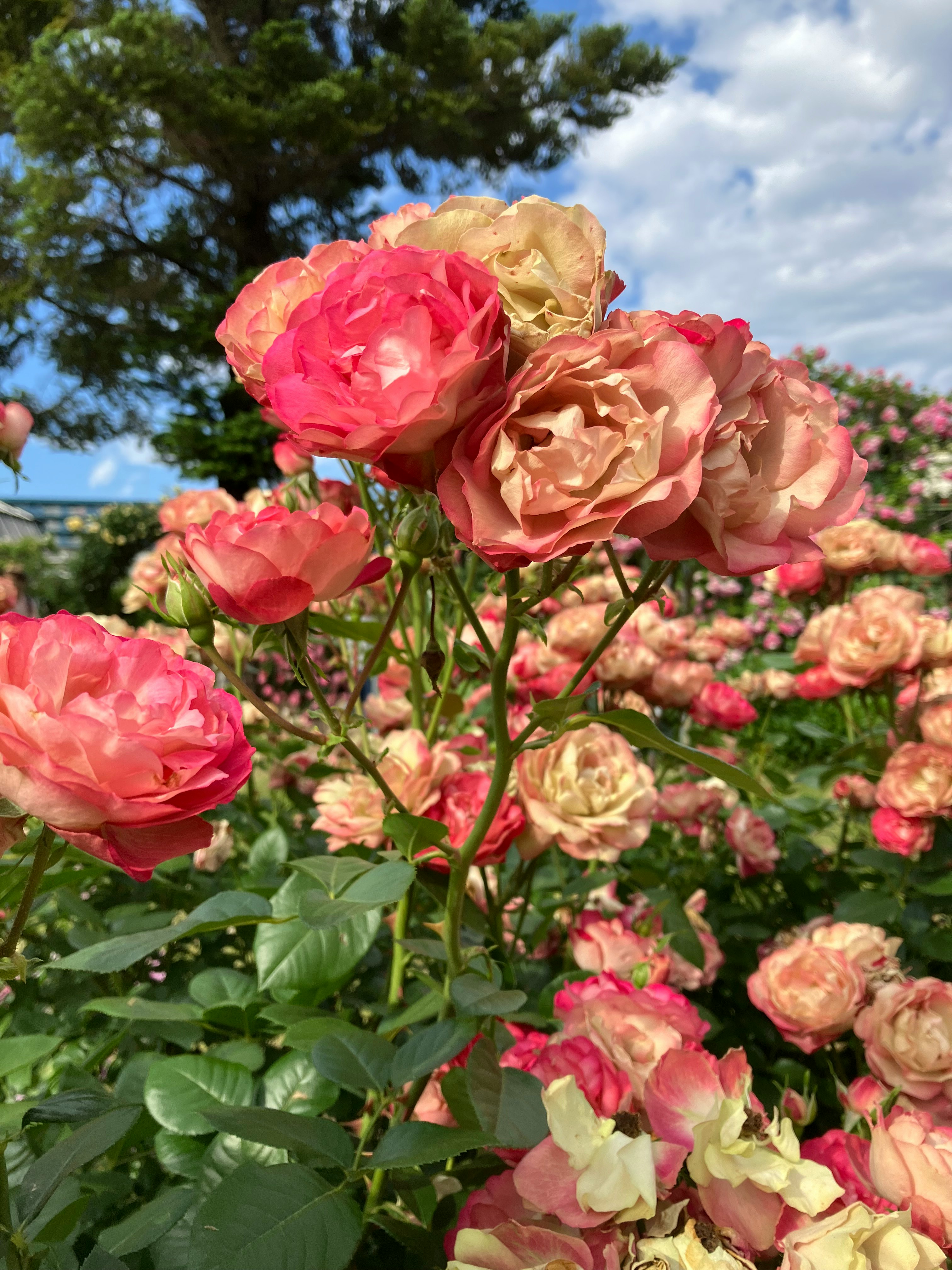 バラの花が咲き並ぶ庭園の風景
