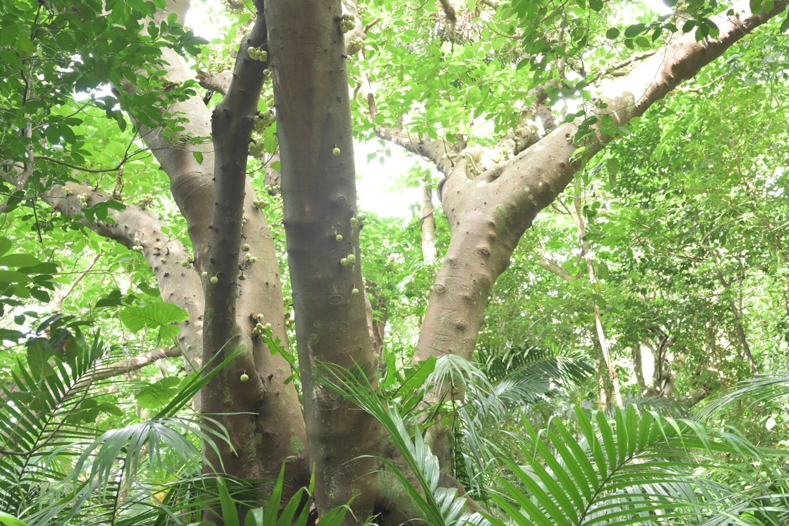 Large tree trunk surrounded by lush greenery