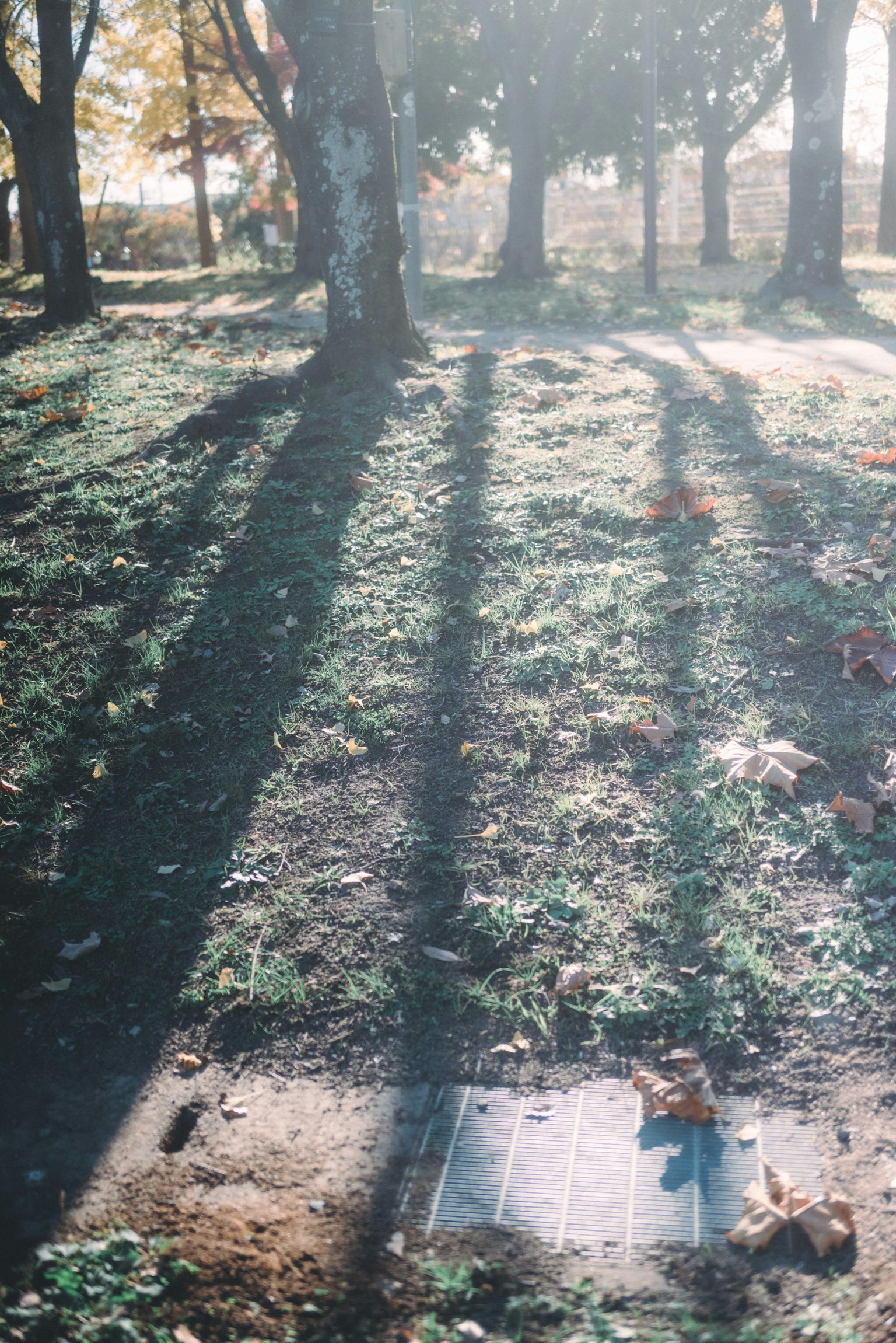 Shadows of trees on grassy ground in an autumn park