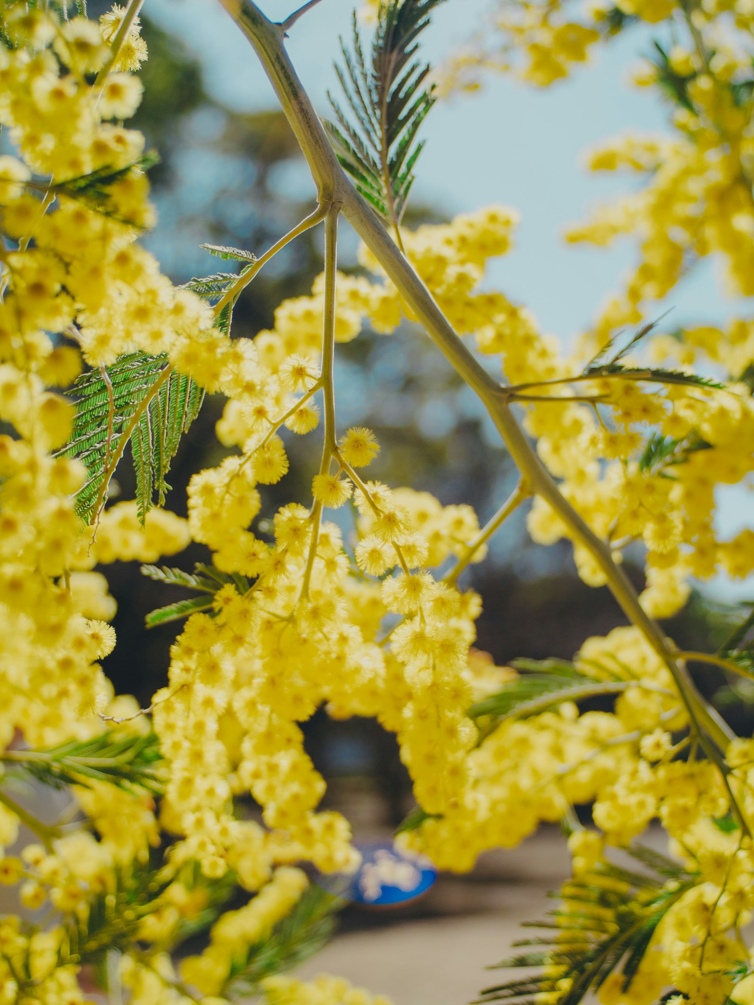 노란 미모사 꽃이 있는 가지의 클로즈업