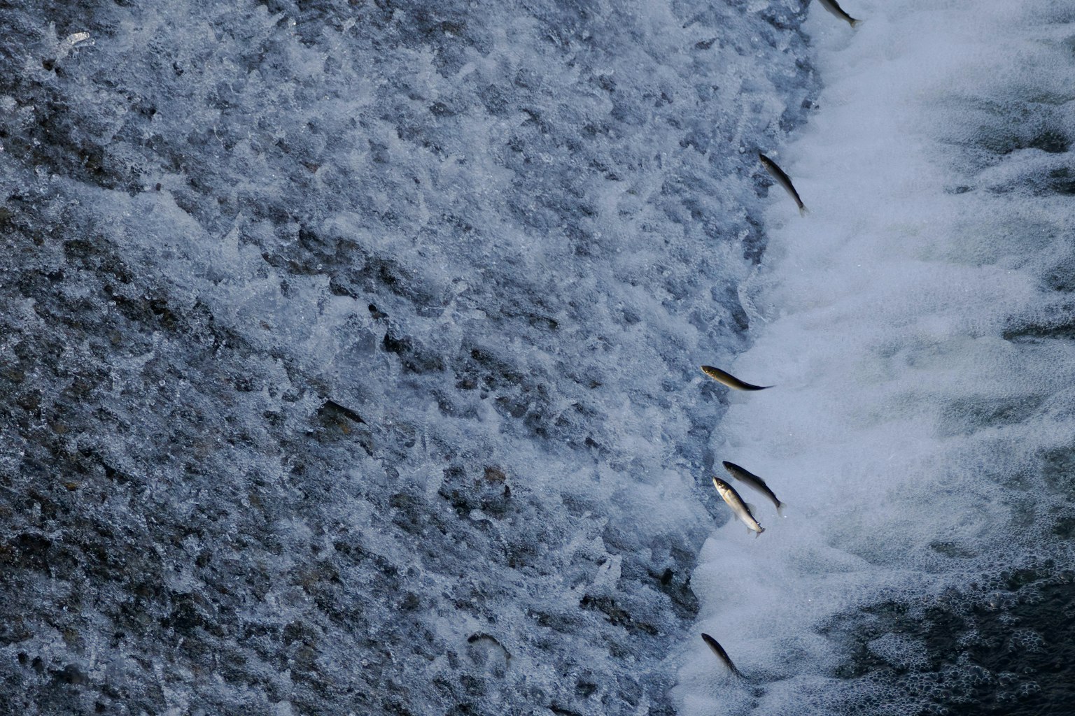 Peces saltando en una cascada