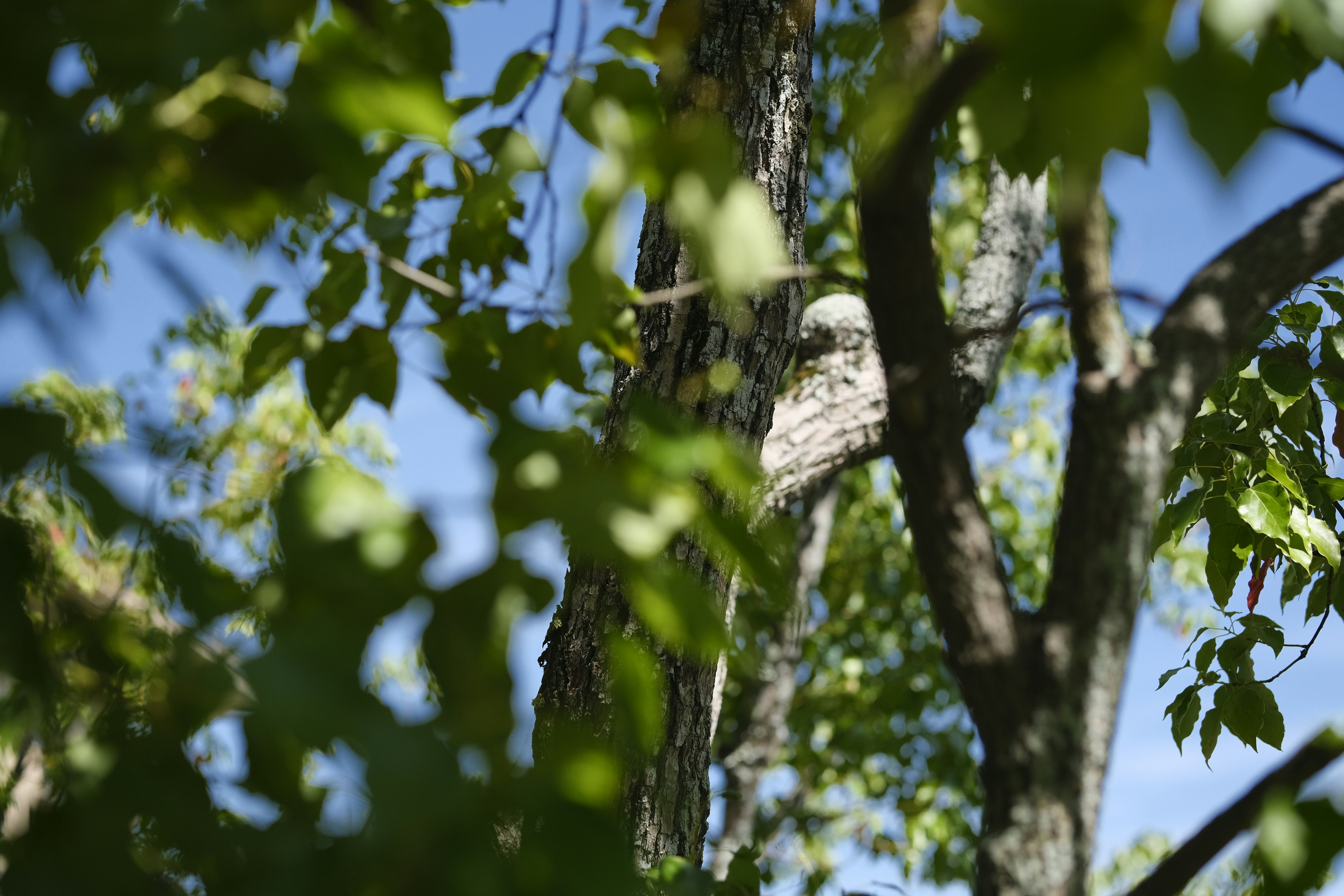 natural landscape of tree trunks and leaves with blue sky
