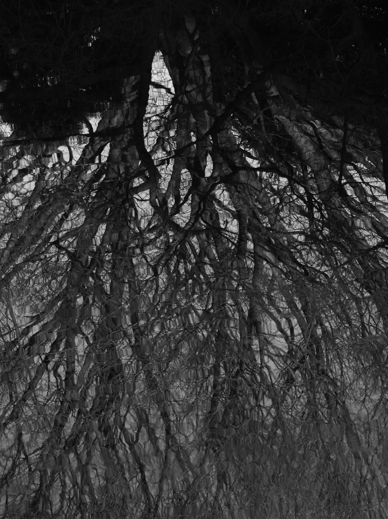Formes complexes de racines d'arbres représentées en contraste noir et blanc