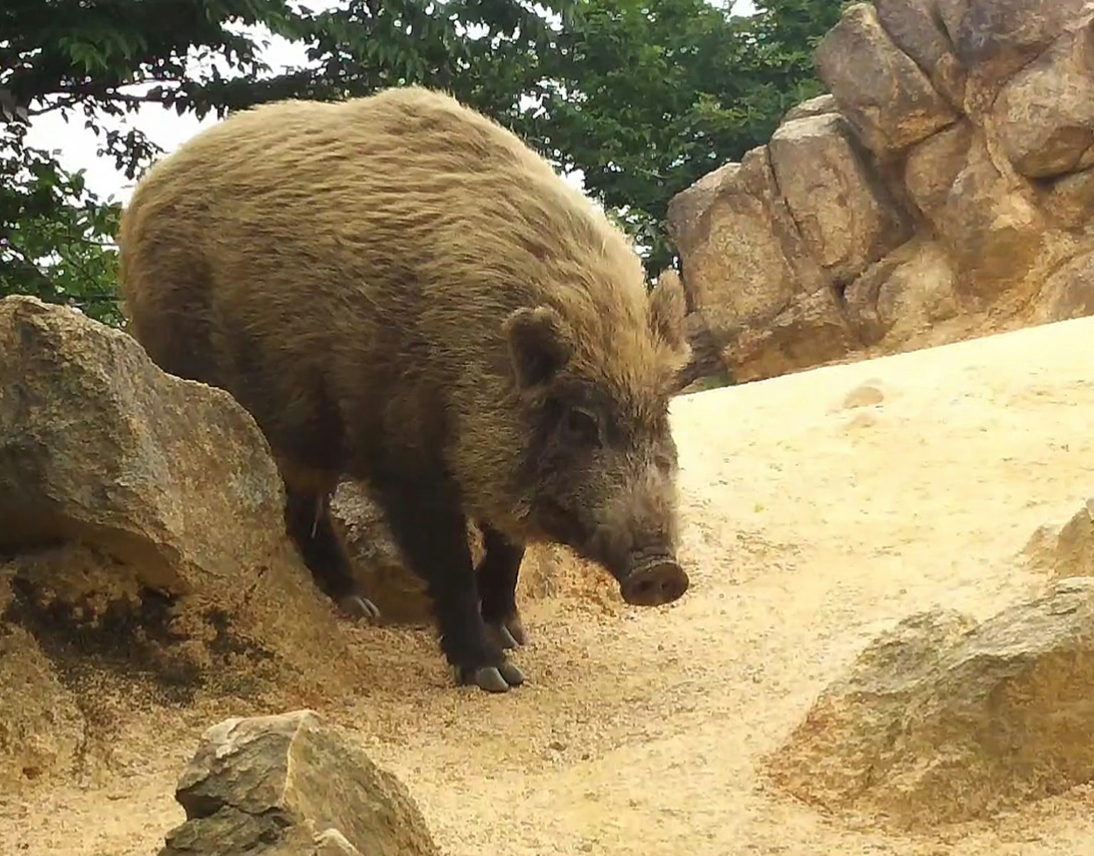 Braunwildschwein, das zwischen Felsen läuft