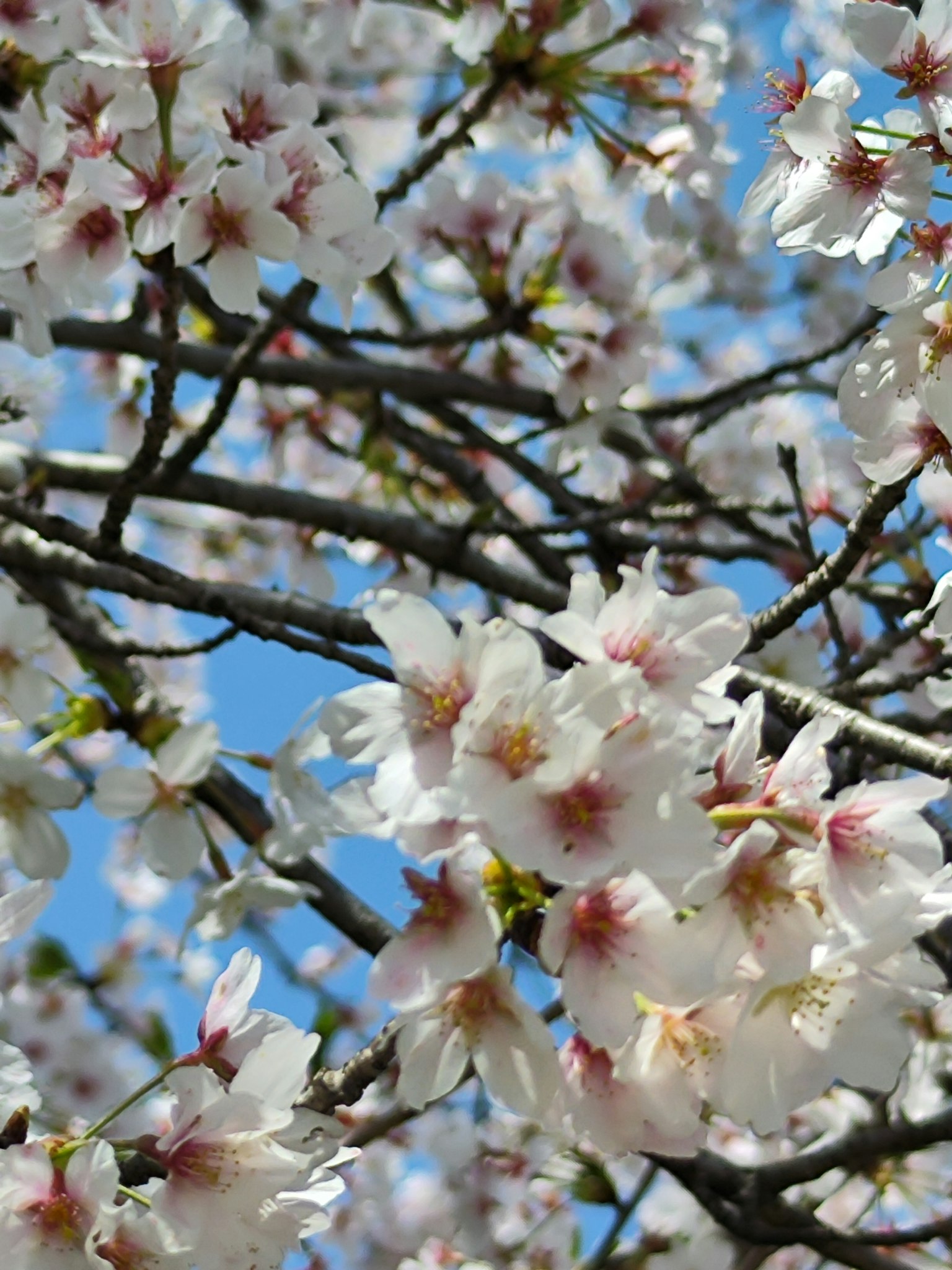 Close-up of cherry blossoms on branches against a blue sky