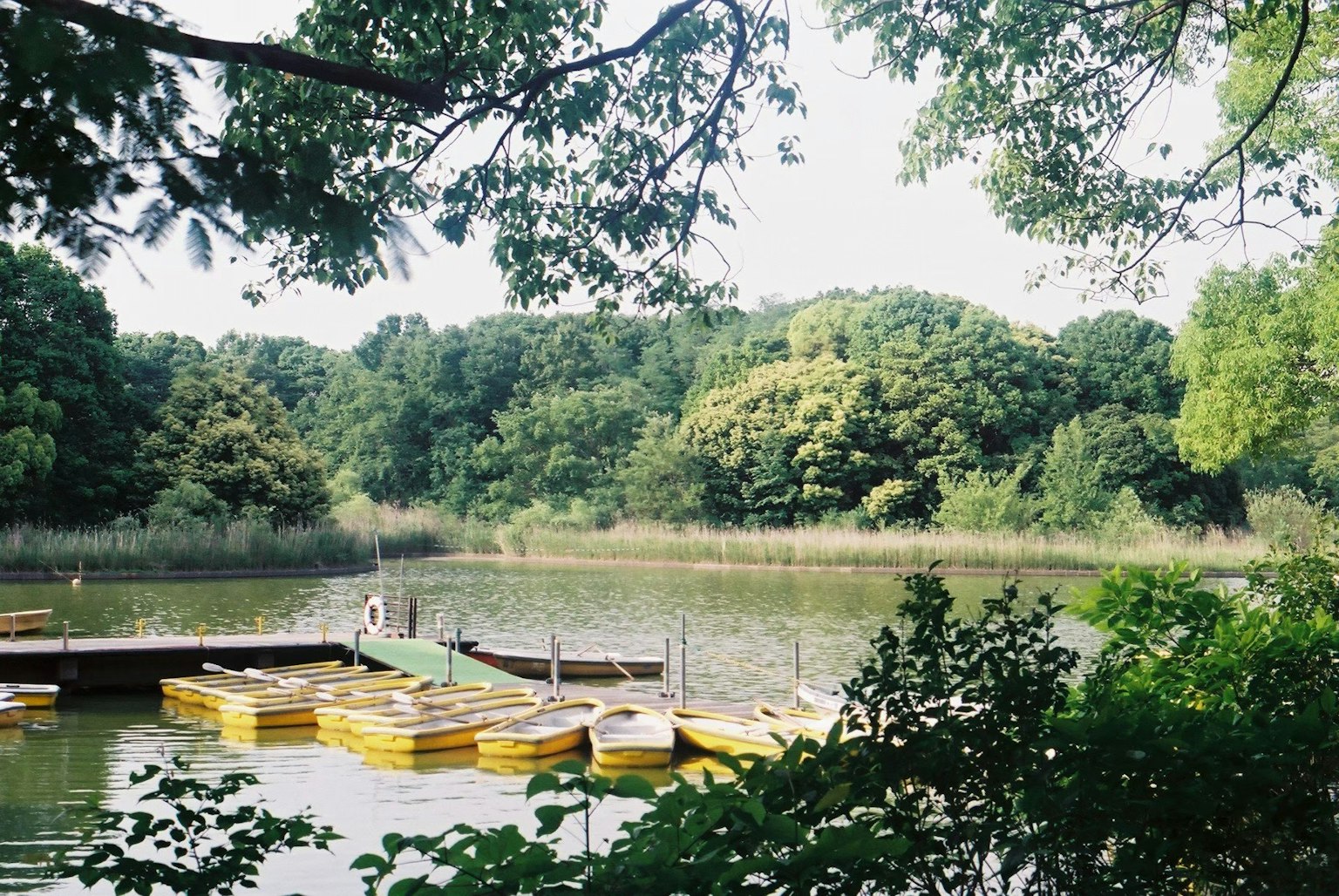 Yellow boats moored by a serene lake surrounded by lush greenery