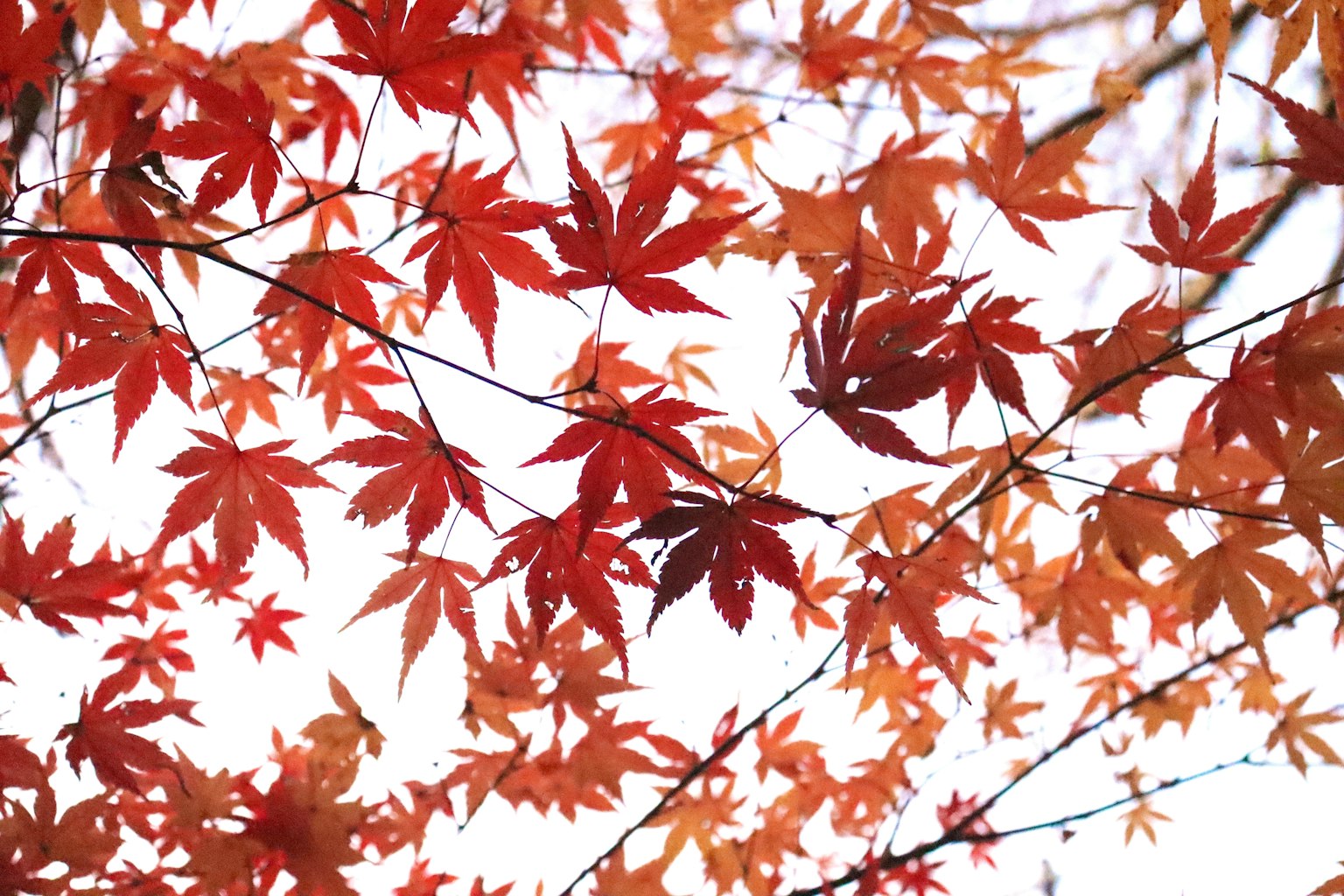 Daun maple merah tersebar di latar belakang langit cerah
