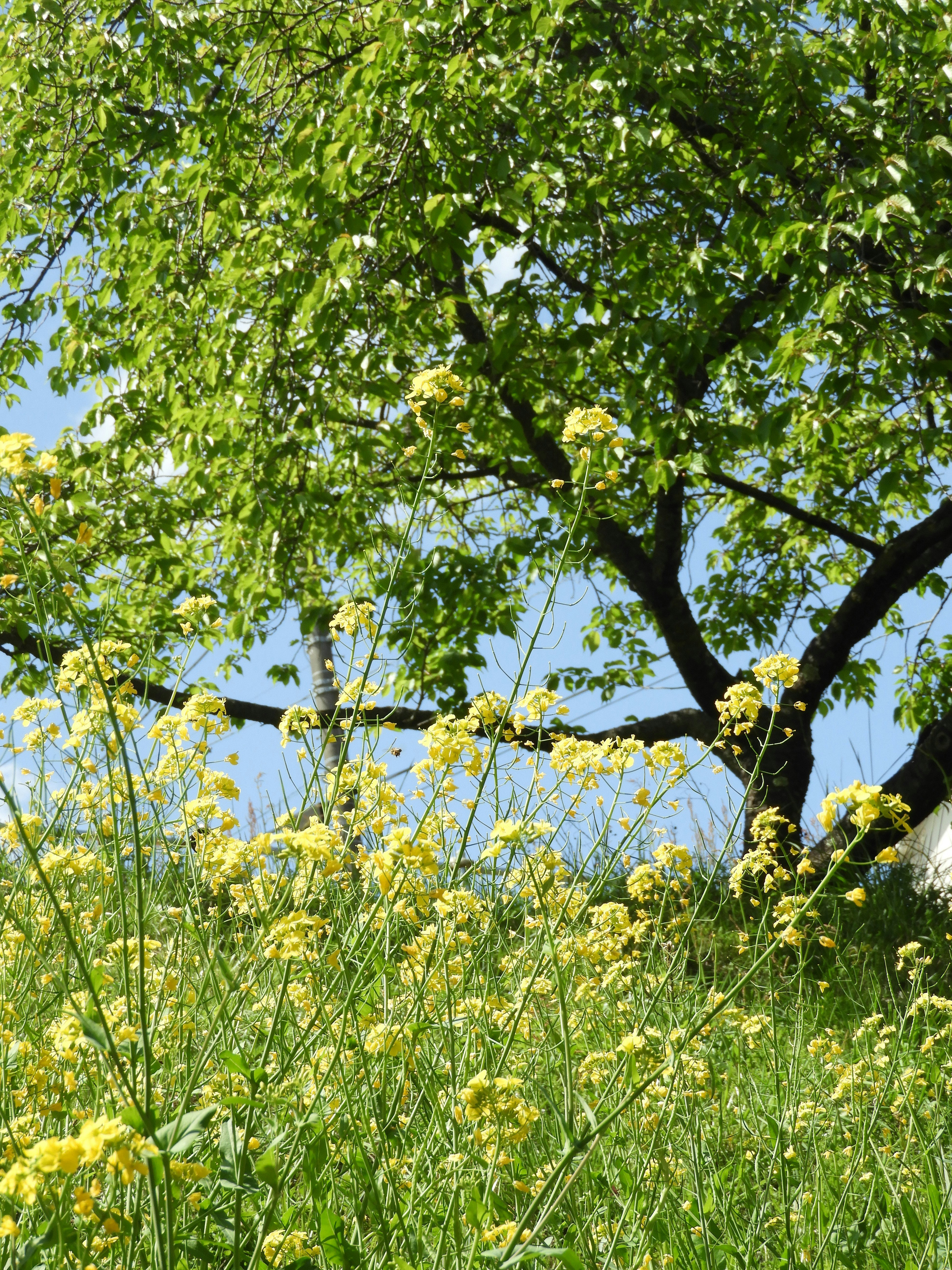 空き地の菜の花と新緑の木のある春の風景